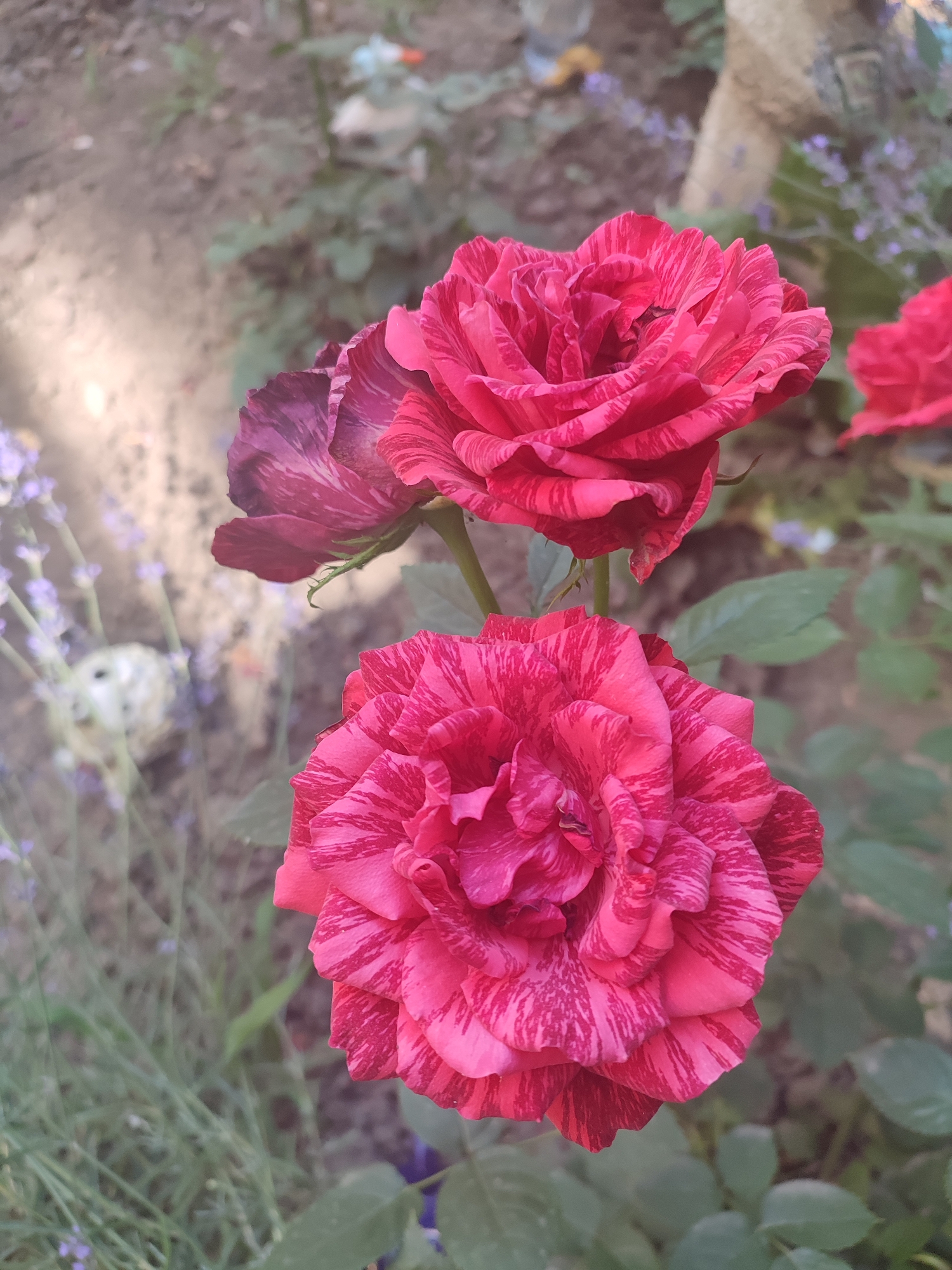 Two striped pink roses are in focus in the foreground, with a slightly blurred background of soil, greenery, and lavender. The rose in the lower foreground is fully open, while the rose above and to the left is partially open. The roses have pink and dark pink stripes on their petals. The environment suggests a garden or outdoor setting.