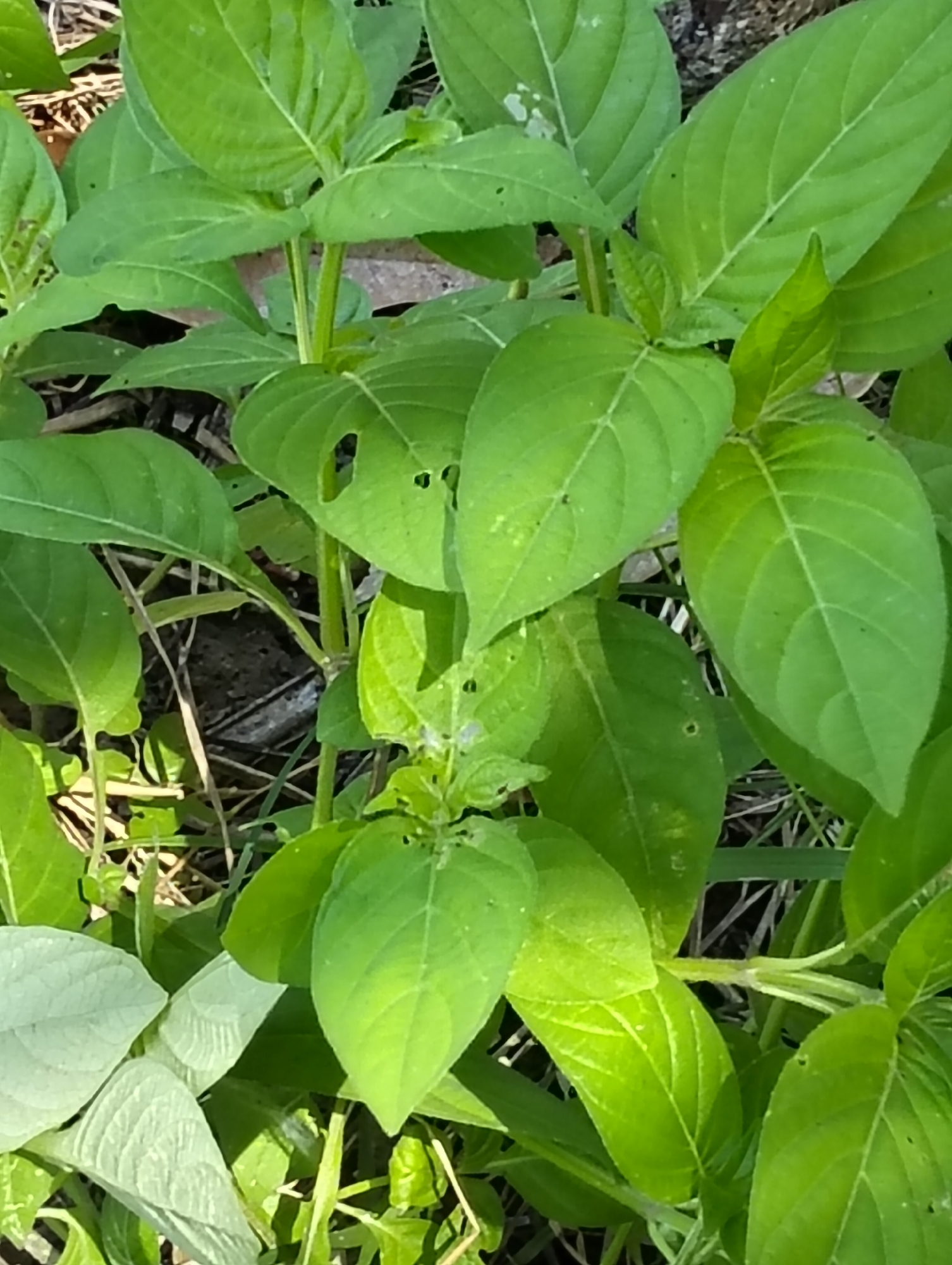 The image shows a close-up view of green plants with visible veins on their leaves. Some leaves have small holes, suggesting insect activity or damage. The plants are growing in an outdoor environment with soil and some dry grass visible in the background. The lighting suggests it is daytime. There are no people, animals, or man-made objects clearly identifiable in the image. The location provided, Pulonga, Indonesia, is not directly evident from the visual information in the image itself.
