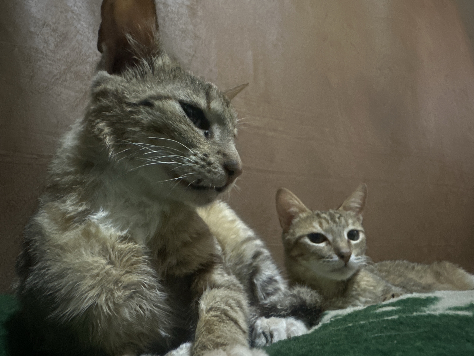 Two domestic shorthair cats are resting on a green blanket indoors. The larger cat in the foreground is looking to the left with its head slightly tilted. It has tabby markings on its face and body, with lighter fur around its neck and chest. Its ears are pointed, and its eyes are dark. The smaller cat is in the background, lying down and looking to the right. It also has tabby markings and appears to be a younger cat. The setting is dimly lit, suggesting it could be evening or night. The background wall is a neutral, textured color. There is no visible text.