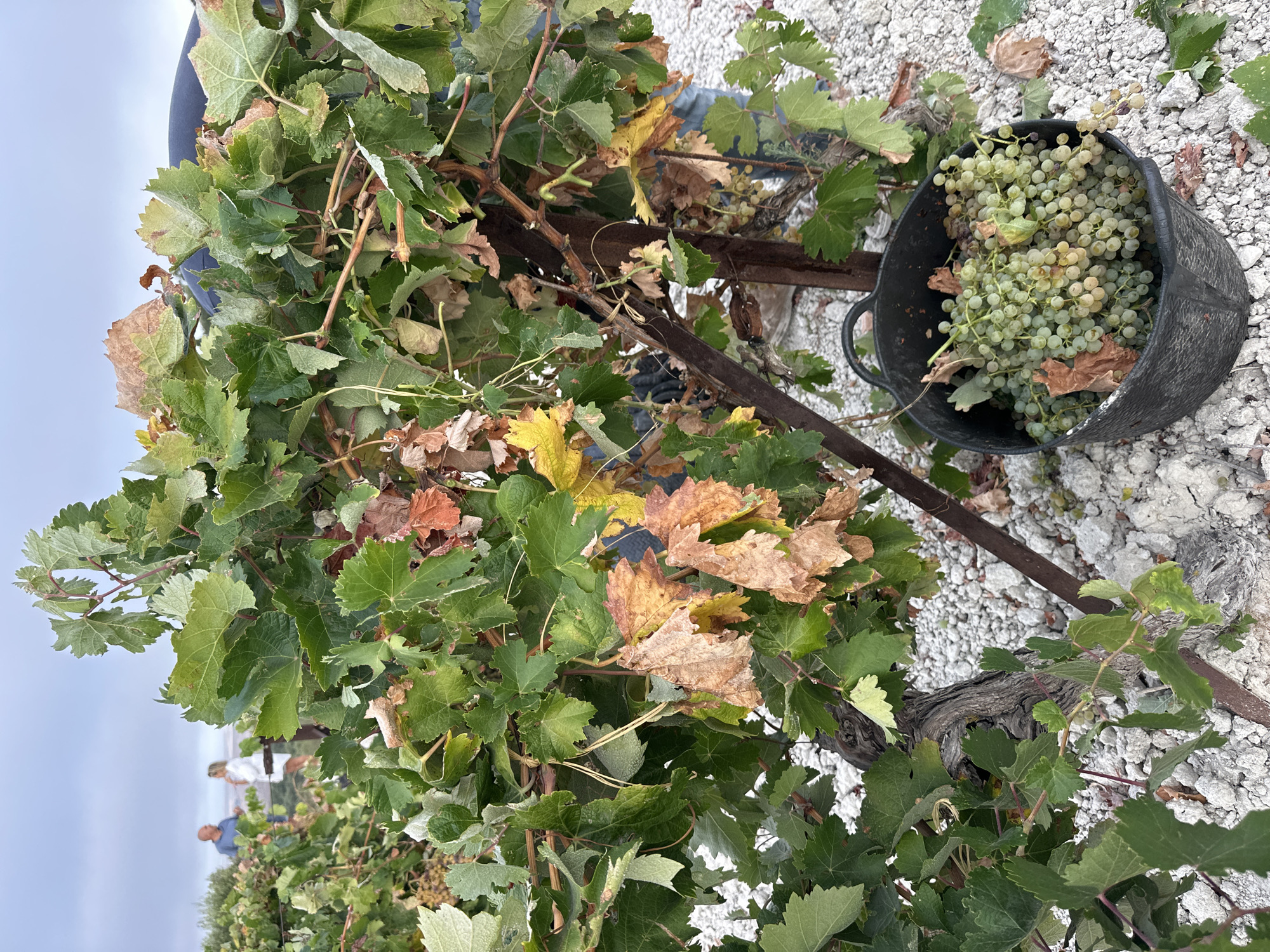 The image depicts a vineyard with ripe grapes ready for harvest. In the foreground, a black bucket is filled with freshly picked green grapes. The vineyard is characterized by its vine stalks, green and dried leaves, and the ground covered with white gravel. In the background, two individuals, a man and a woman, are standing and conversing amidst the vines. The overall setting suggests an outdoor agricultural environment, likely during the grape harvesting season, in San José del Valle, Spain. The sky is overcast, and the lighting suggests it is either early morning or late afternoon.