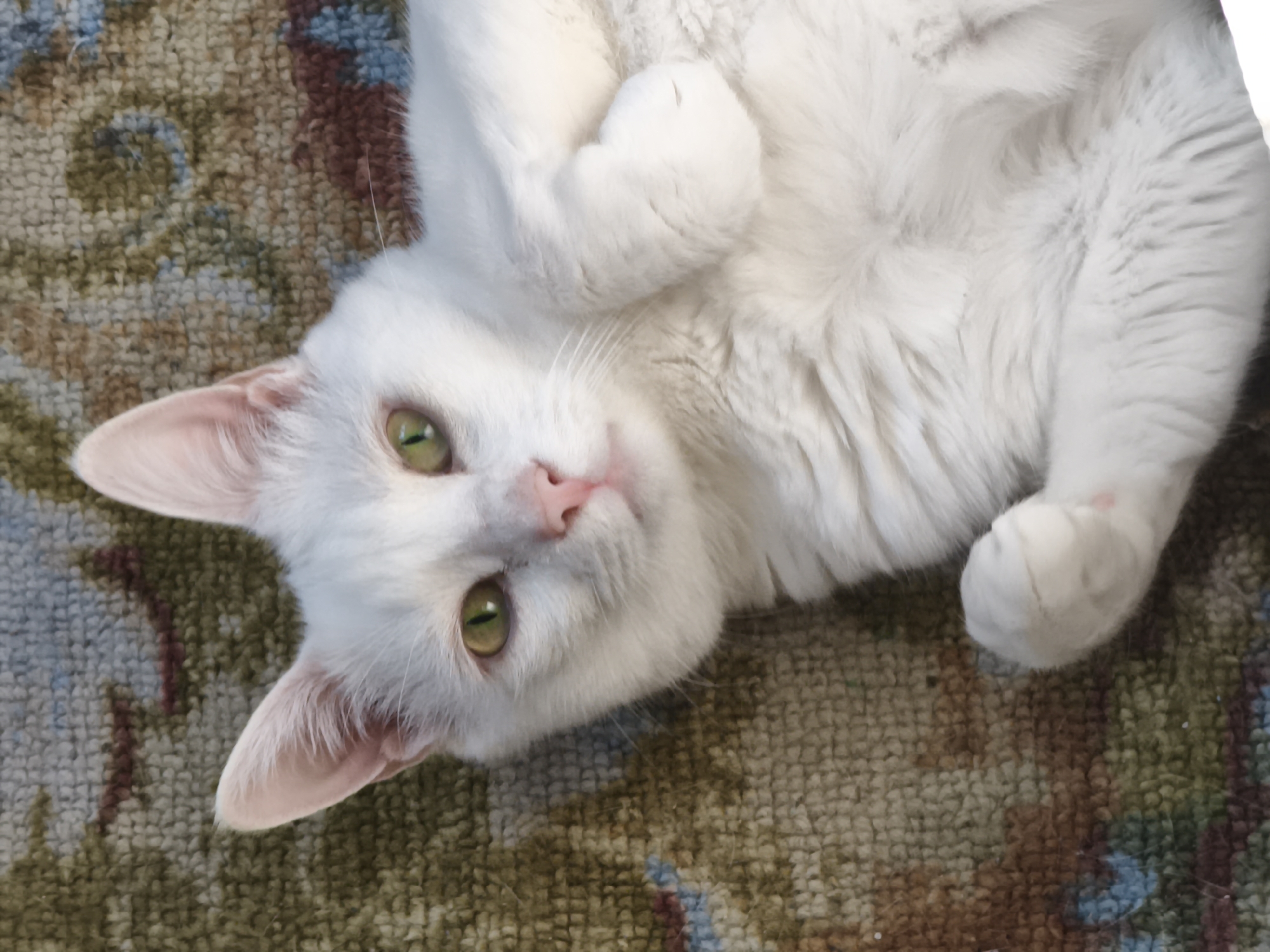 A white cat with green eyes is lying on its back on a patterned rug. The cat's paws are curled up on its chest. The rug has a floral pattern with colors of green, brown, and blue. The image is taken from a top-down perspective. There is no information about the location in Sevastopol, Ukraine.