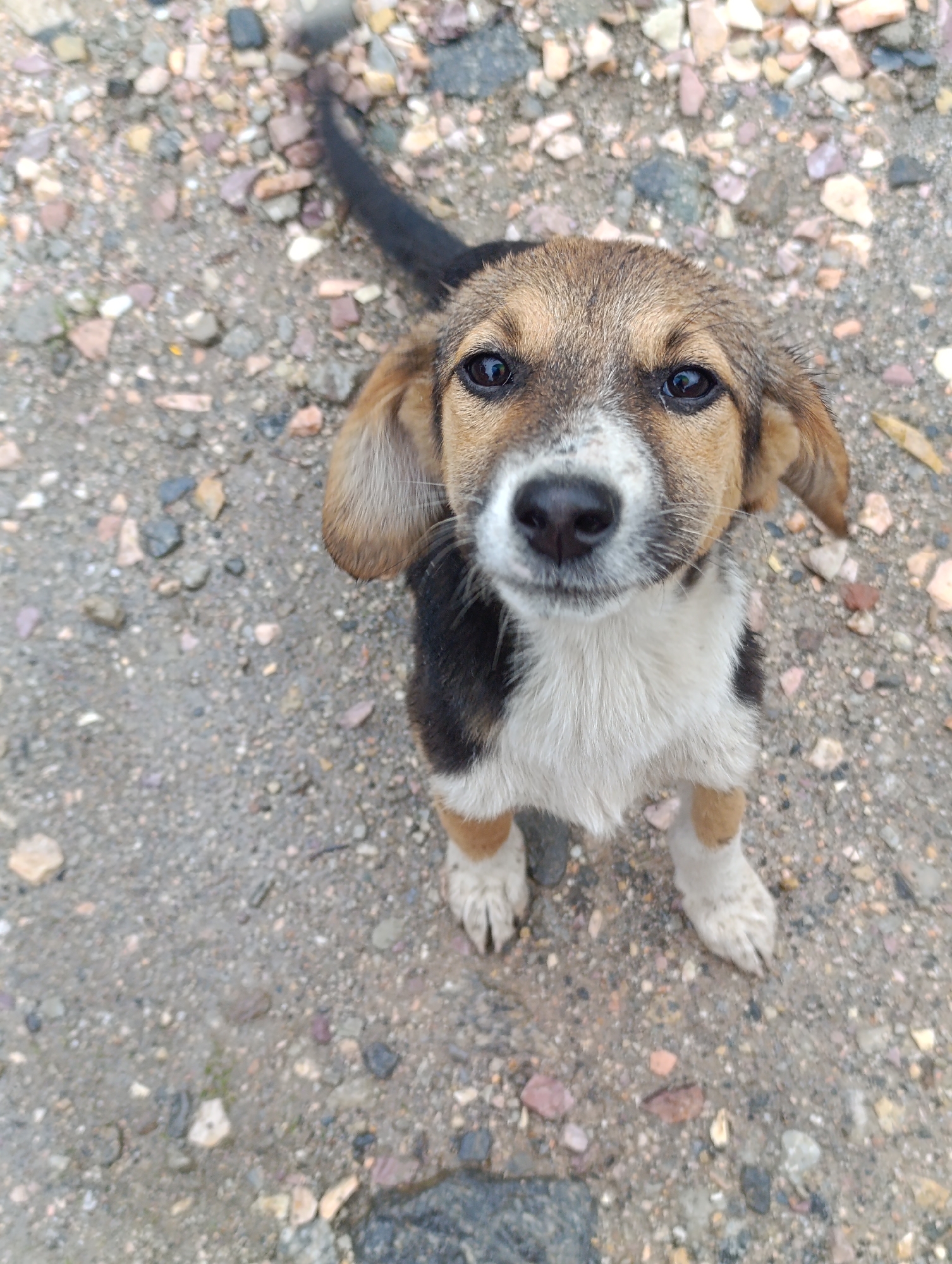 A high-angle, close-up shot captures a young, mixed-breed dog from the chest up, looking directly at the camera. The dog has brown fur on its head and ears, with a white chest and muzzle. Its body is speckled with black and brown markings. The dog is standing on a surface composed of various sized pebbles and stones, characteristic of an outdoor, unpaved area. The background is filled with these pebbles, some appearing wet and dark, suggesting a recent rain or damp conditions. The overall scene is outdoors and appears to be in a common area, possibly a street or alley, in the city of Aleo, India. The lighting is natural, and there are no visible people or other animals in the frame.