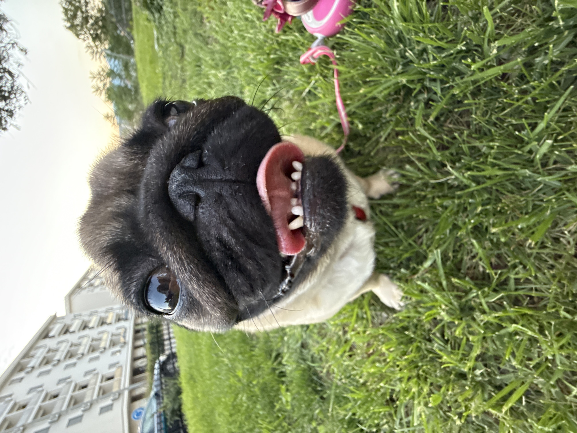 A pug dog with its tongue out and teeth visible is shown in a close-up outdoor shot. The dog is on green grass, with a pink leash extending to the right of the frame. In the background, there are buildings and trees. The sky is bright, suggesting it is daytime.