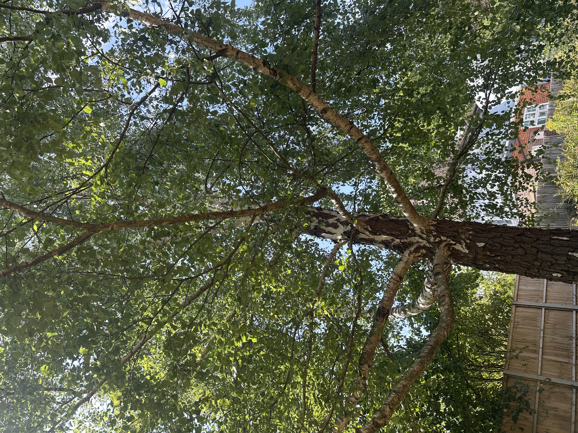 This is an outdoor, eye-level shot of a mature birch tree with white, peeling bark and green leaves, taken on a sunny day. The tree occupies the majority of the frame, with its branches reaching upwards and outwards, partially obscuring the blue sky and some distant buildings. A wooden fence runs along the bottom of the image, and some smaller greenery is visible in the foreground. The scene appears to be in a residential area, likely a garden or backyard, within the borough of Epsom and Ewell, United Kingdom, given the architectural style of the houses visible in the background. No people are present in the image.