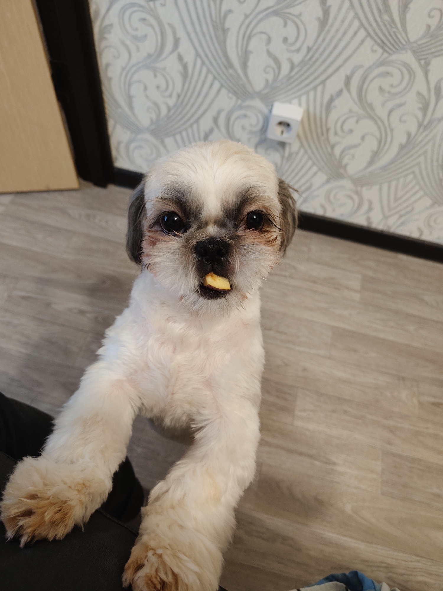 A Shih Tzu dog with a piece of yellow food in its mouth stands on a wooden floor in a room. The dog's fur is white and light brown, and its eyes are dark. The background of the image features a wall with a patterned wallpaper and a white electrical outlet. To the left of the dog, there is a dark-colored object, possibly furniture or clothing. The lighting in the room appears to be artificial. The image does not contain enough information to determine the exact location in the city of Придорожный, Russia.