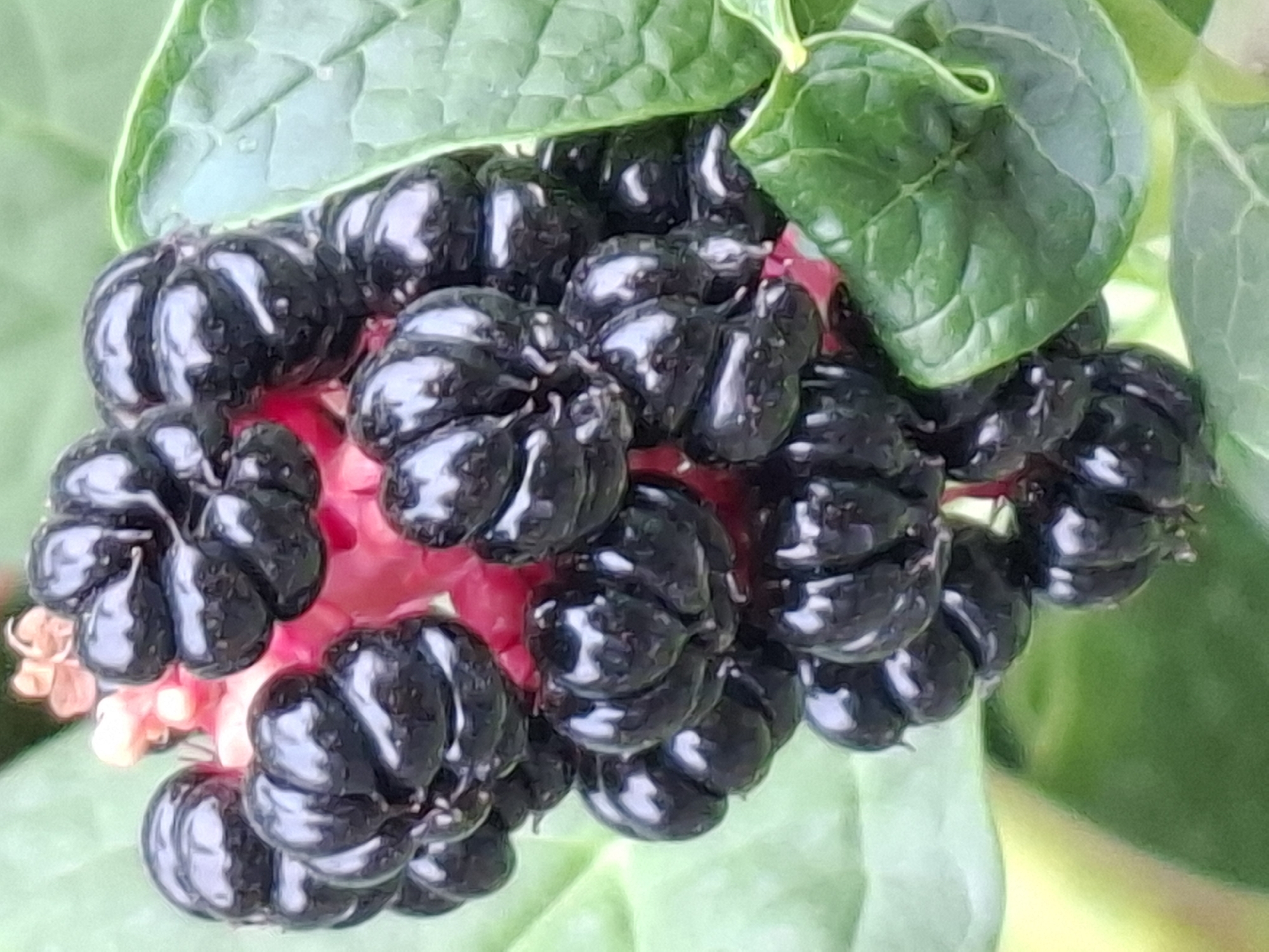 A close-up, vertical shot focuses on a cluster of ripe, dark purple berries. The berries are small and round, appearing glossy and segmented, resembling a miniature blackberry or a dark cluster of grapes. They are attached to a reddish stem, with some lighter pink or red flower remnants visible beneath the berries. Several large, green leaves with visible veins surround the berry cluster, providing a backdrop. The leaves are a vibrant green, and some appear slightly wrinkled or textured. The background is a soft, blurred green, suggesting a natural, outdoor environment such as a garden or park. The lighting highlights the sheen on the berries, indicating they are fresh and possibly recently rained on or dewy. There are no people or animals visible in the image. The scene appears to be located in a temperate climate, likely during a growing season. This image could be from a park or garden in Almaty, Kazakhstan, given the prevalence of fruit-bearing plants and the commonality of such flora in urban green spaces.