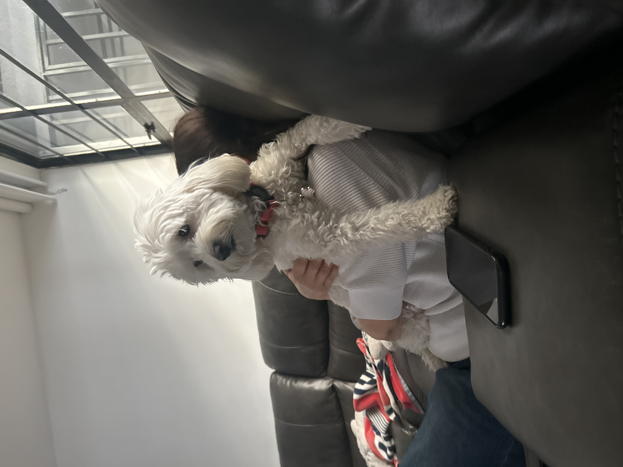 A person is holding a small white dog on a dark gray leather couch. The dog is wearing a red collar and a white shirt. Part of a phone is visible near the person and dog. The room appears to be illuminated by a window with a grid-like frame. A wall in the background is light gray.