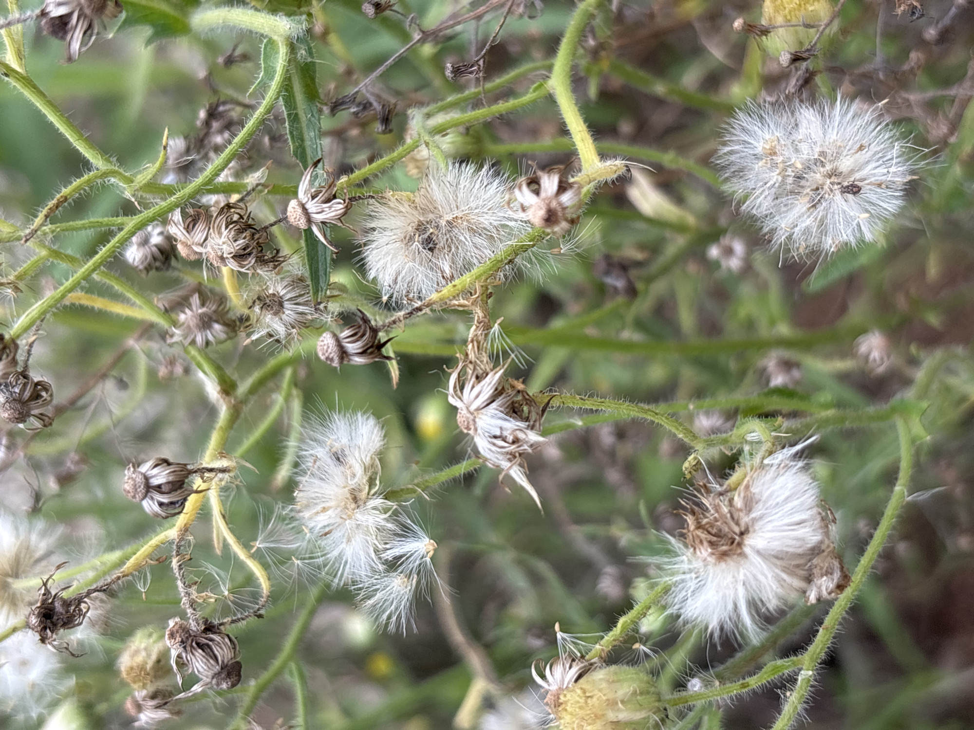 The image captures a close-up view of a patch of dried wildflowers and their seeds against a blurred green background. The wildflowers are in various stages of decay, with some appearing as withered seed heads and others as fluffy, white seed dispersal structures. Some of these structures are detached and floating, indicating wind dispersal. The stems of the plants are thin and green, with visible hairs. The overall impression is one of natural decay and the dispersal of seeds, a common sight in late summer or autumn. The scene is devoid of human presence or any specific urban markers. Without further information, it is not possible to pinpoint a specific location within Jos, Nigeria, as the image depicts a natural element common to many outdoor environments.