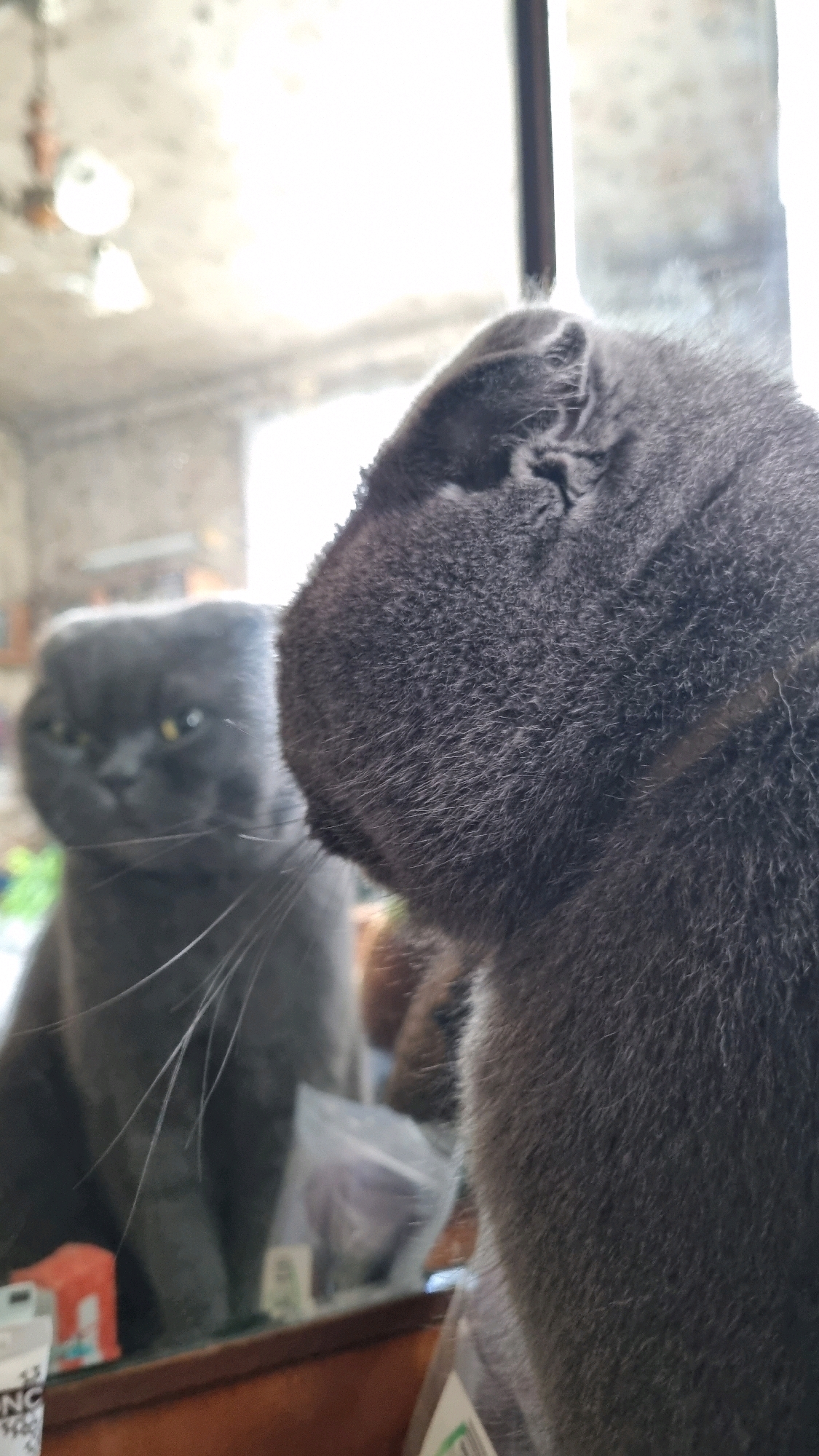 A close-up, low-angle shot captures the side profile of a dark gray cat's head, facing right, with its fur detailed and textured. The cat's ear is visible, and the back of its head is the primary focus. In the blurred background, a reflection shows another dark gray cat, this one facing left, with its eyes visible and whiskers prominent. The reflected cat appears to be sitting. The background is indistinct, but suggests an indoor setting with furniture, possibly a mirror or reflective surface the cats are interacting with. The environment is not indicative of any specific location in Vysokoe, Russia.