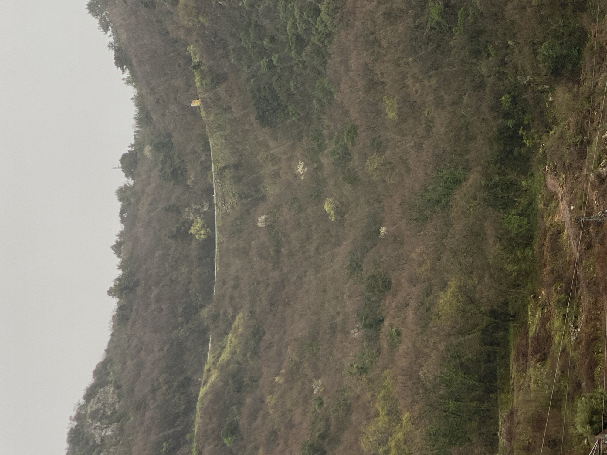 An elevated view captures a vegetated hillside in Budva, Montenegro, under an overcast sky. The upper third of the image shows a pale, uniform grey sky. Below, the steep hillside is densely covered in a mix of predominantly brown, dormant scrub and deciduous trees, interspersed with patches of evergreen foliage and lighter green, newly emerging leaves.
A narrow, paved road, likely asphalt, traverses horizontally across the middle-to-upper section of the hillside. A distinct white edge line is visible along its outer perimeter. On the right side of the road, a bright yellow rectangular sign with dark markings, possibly a traffic or informational sign, stands facing away from the viewer. To the immediate right of the road, a tree with white blossoms or light-colored leaves is prominent. A small, indistinct white object, possibly a person or a small structure, is visible on the left side of the road near the white line.
The lower half of the hillside exhibits similar dense vegetation, with some areas appearing more rugged or terraced. In the lower-mid-right, a small, light-colored object or animal is discernible within the brown and green foliage. Power lines or communication cables stretch horizontally across the lower foreground, supported by unseen structures beyond the frame on the left. No discernible human activity or specific interactions are clearly visible within the scene.