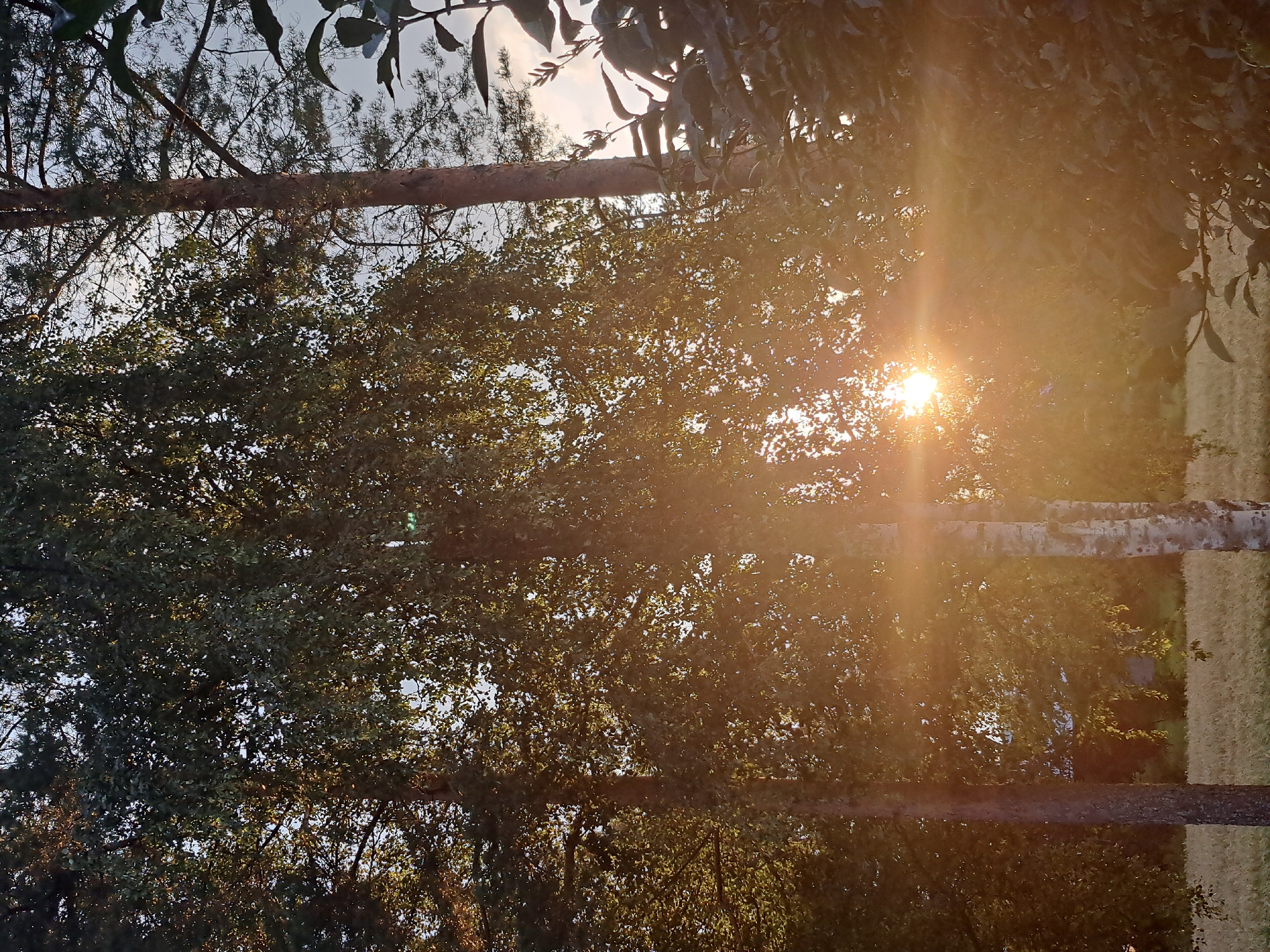 The image depicts a natural scene, likely in the countryside near Toholampi, Finland, during what appears to be late afternoon or early evening given the low angle of the sun. The foreground is dominated by the lush foliage of trees, with a prominent birch tree on the right side of the frame, identifiable by its white bark with dark markings. To the left of the birch, another tree with darker bark is visible. The sun is setting and its rays are shining through the leaves, creating a strong lens flare effect that washes over the middle of the image with a warm, golden light. Behind the trees, a field of dry grass or grain can be seen, suggesting an agricultural or natural open space. The sky above is a pale blue with some diffused clouds. The overall impression is one of a serene, sun-drenched natural landscape. No people or animals are present in the frame.