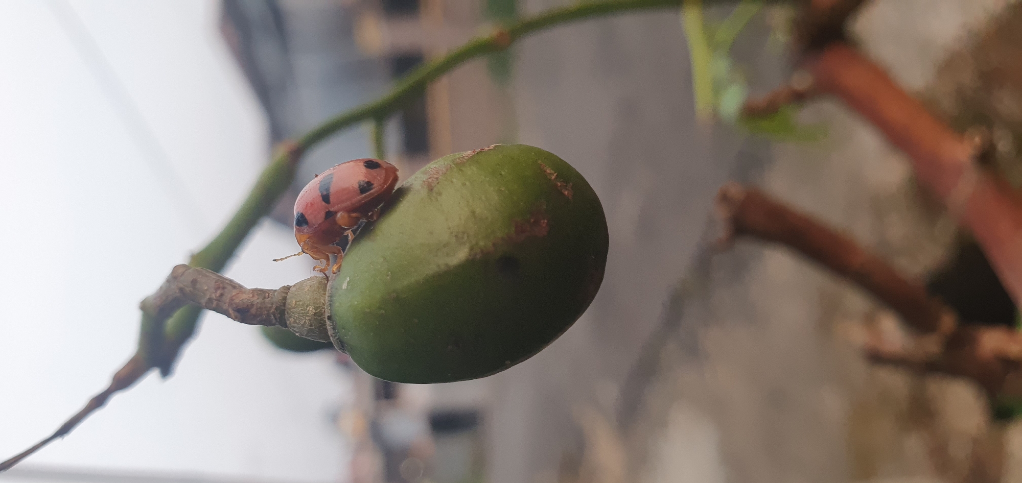 A close-up, eye-level, outdoor shot features a ladybug perched on a green, oval-shaped fruit hanging from a branch. The ladybug is orange with black spots and is facing right. The fruit is also attached to a brown, twig-like stem. The background is blurred, showing hints of buildings and vegetation, suggesting an urban or suburban environment in Matabu, Indonesia. The lighting appears to be overcast, casting a soft, diffused light on the scene. The focus is sharp on the ladybug and the fruit, while the background is out of focus.
