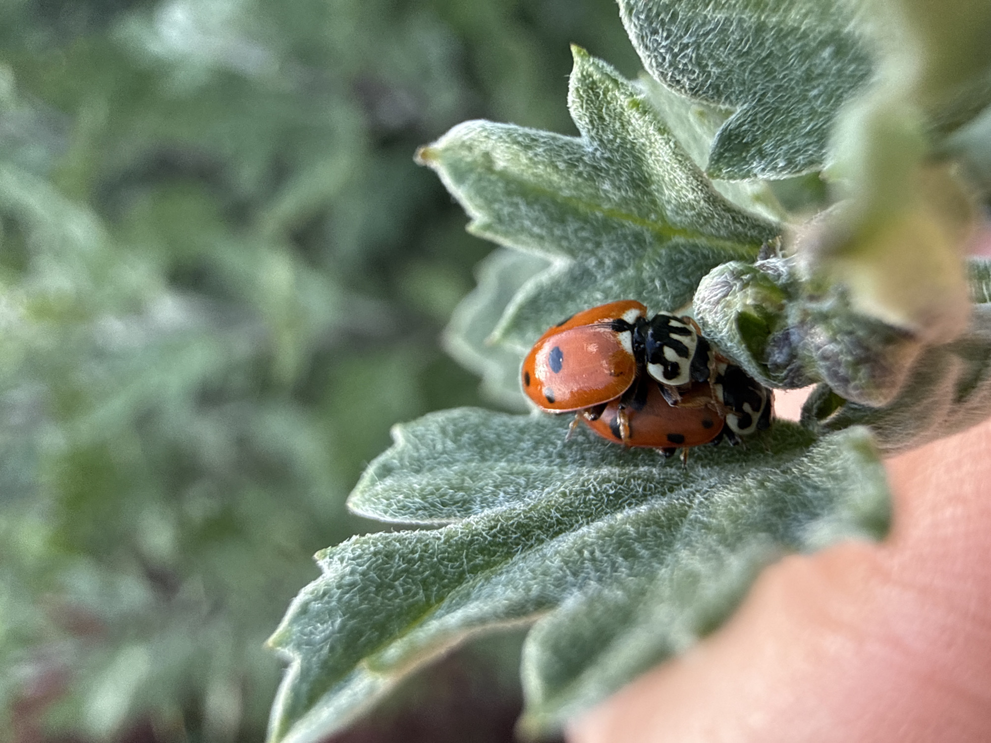 Two ladybugs are perched on a fuzzy green leaf. The ladybugs are red with black spots. They are positioned on top of each other, with one ladybug's head resting on the other's back. The leaf is slightly curled, and its texture is emphasized by the lighting. The background is blurred green foliage. A human finger is visible on the lower left of the image, gently holding the leaf. The scene is outdoors in an unspecified location.