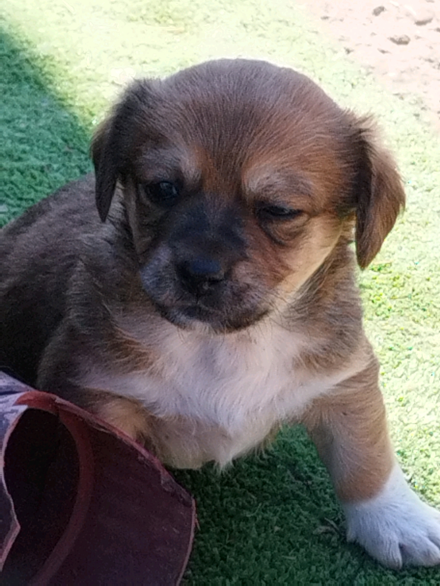 The image shows a close-up, eye-level shot of a small, brown and white puppy sitting on artificial green turf. The puppy is looking towards the right side of the frame with its head tilted slightly and one eye partially closed. Its fur is short, with brown markings on its head and back, and a white chest and chest patch. A portion of a reddish-brown object, possibly a toy, is visible in the lower left corner of the image. The background is blurred, showing more of the green turf. There is no indication of Bucharest, Romania, or any specific urban environment.