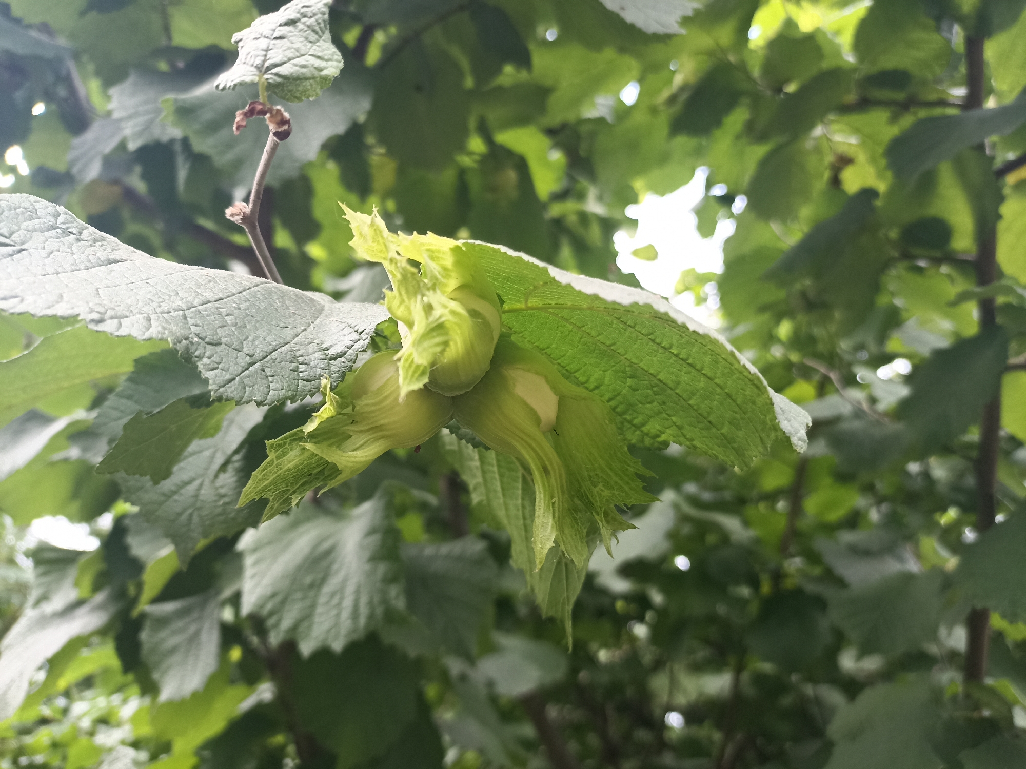 This image shows a close-up view of unripe hazelnuts on a tree branch. The hazelnuts are green and enclosed in leafy husks. The foreground is dominated by the texture and veins of large, green leaves. In the background, more green foliage is visible, with some areas of bright light suggesting it is daytime. The scene is outdoors, likely in a natural setting. The image is focused on the developing fruit, with the rest of the scene blurred, creating a shallow depth of field. The overall mood is one of natural growth and the early stages of harvest. No people, text, or specific time of day or weather conditions beyond daylight are discernible. The location context of Gusar, Azerbaijan, implies this is likely an agricultural or natural landscape within that region.