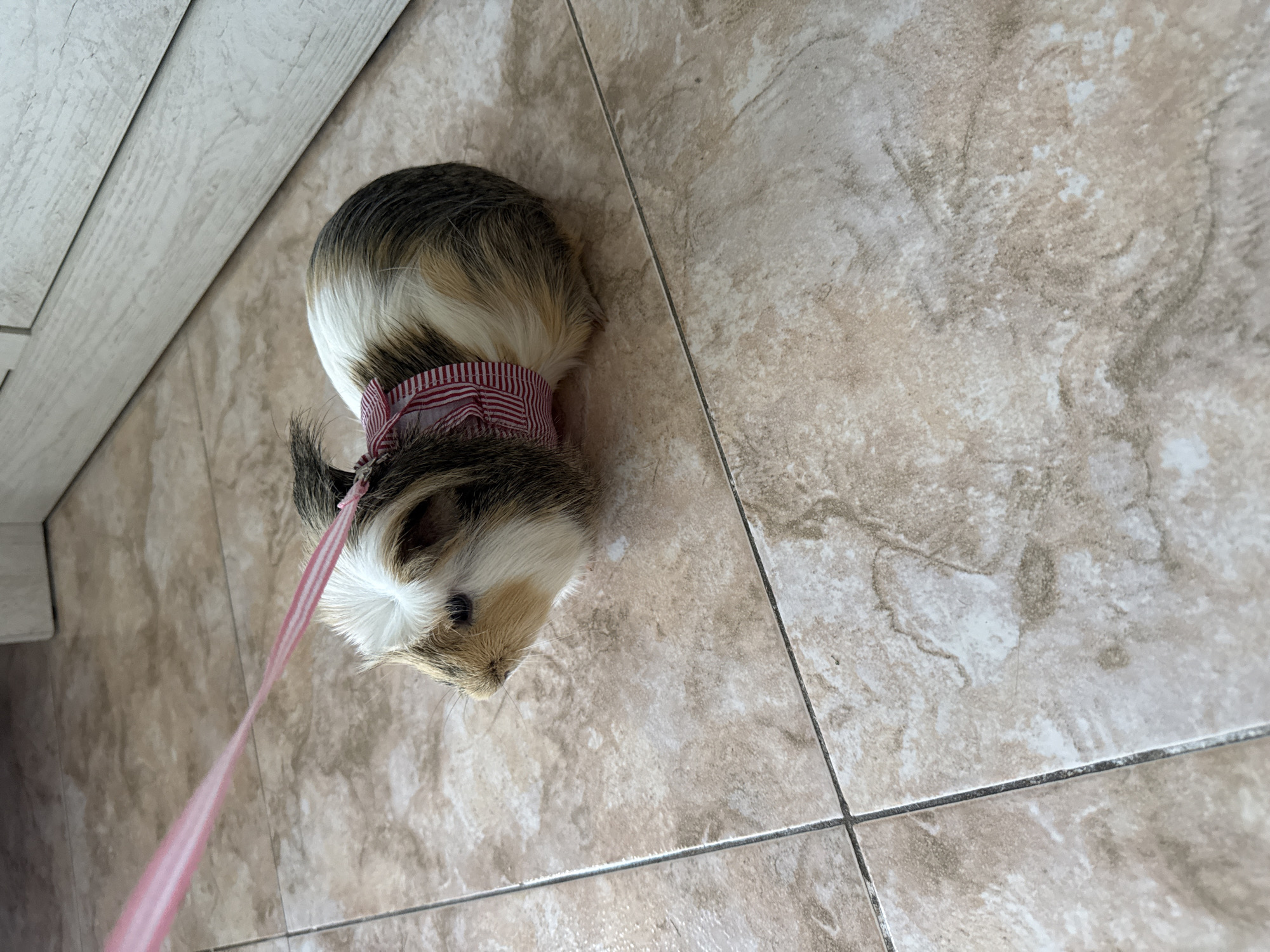 A guinea pig is standing on a tiled floor. It has a striped red and white collar on and a matching leash. The guinea pig's fur is a mix of brown, white, and black. A portion of a white door frame is visible in the upper left corner of the image. The tiled floor is tan with a mottled pattern.