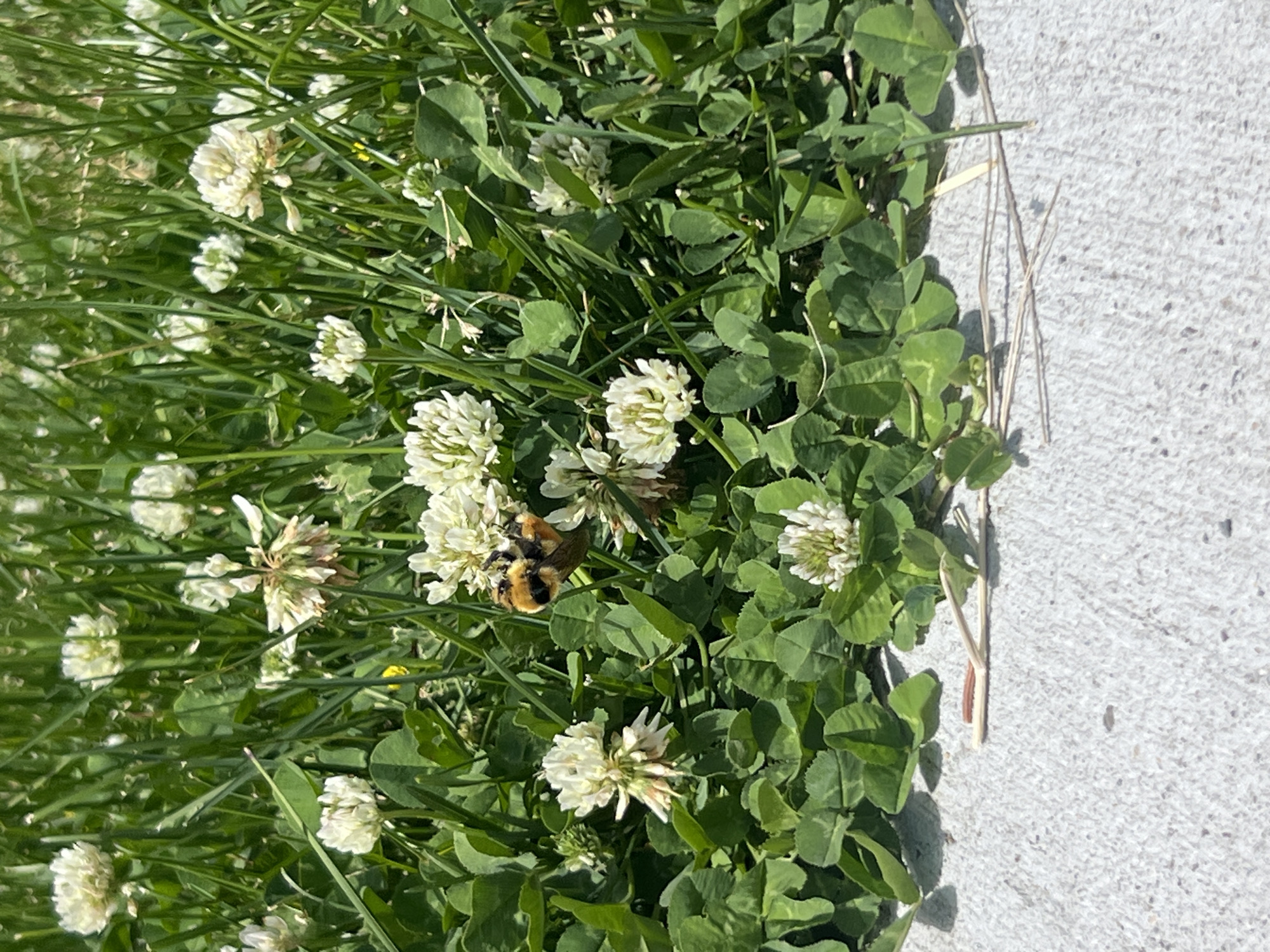A bumblebee is in a field of white clover flowers, with green grass and a concrete surface. The bumblebee is black and yellow and is collecting pollen from a white clover flower. The clover flowers are in bloom and are a common sight in the city of Jackson, United States of America. The concrete surface is likely a sidewalk or path. The image is taken from a slightly elevated angle, looking down on the scene.