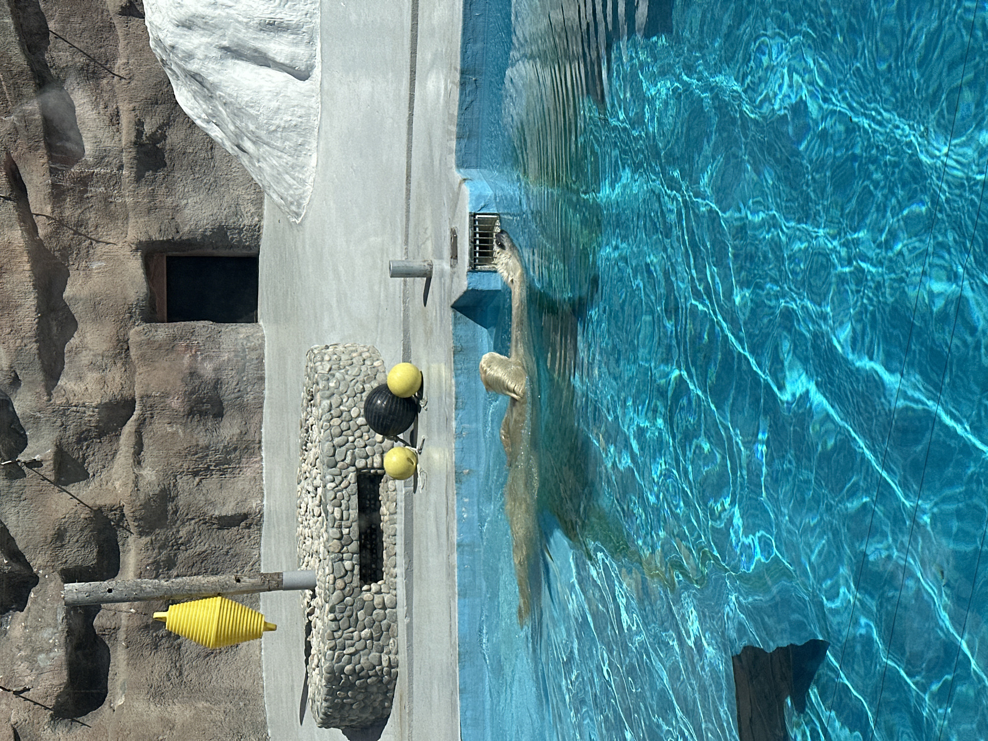 The image shows a polar bear swimming in an enclosure, likely at the Izhevsk Zoo. The bear is partially submerged in the blue water of the enclosure, with the surface of the water reflecting light. To the left of the pool is an artificial rock structure, likely part of the bear's habitat. The enclosure also features some black and yellow floating objects attached to a pipe, probably for the bear to play with. The entire scene is outdoors, bathed in daylight.