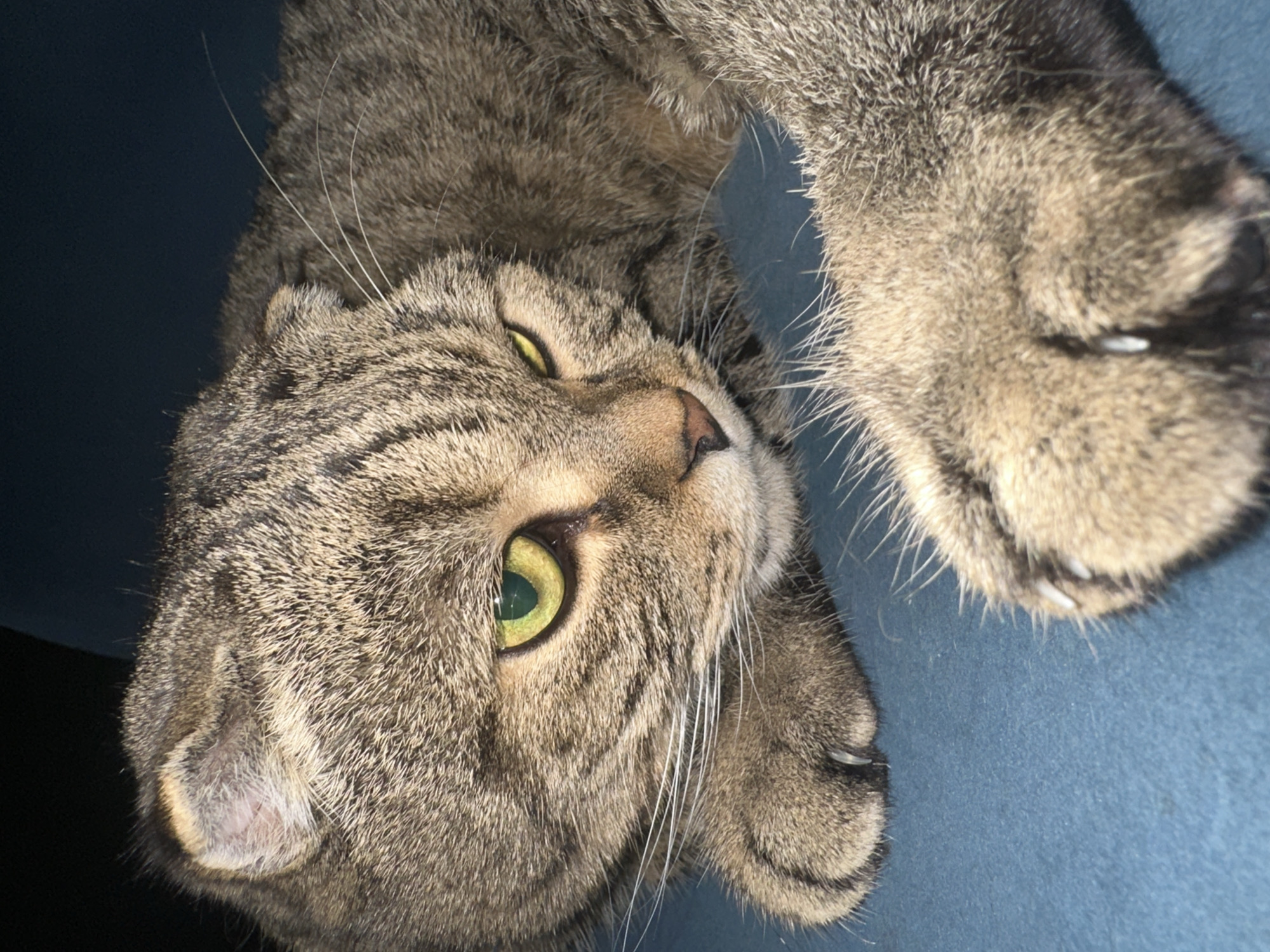 A close-up shot focuses on the head and forepaws of a tabby cat resting on a blue surface. The cat's fur is a mix of brown and grey stripes, and its ears are folded. Its bright green eyes are looking off to the right, and its whiskers are prominent. One of the cat's front paws is in the foreground, revealing sharp claws. The background is dark and out of focus. There are no people or indications of the city of Virki, Russia present in the image.