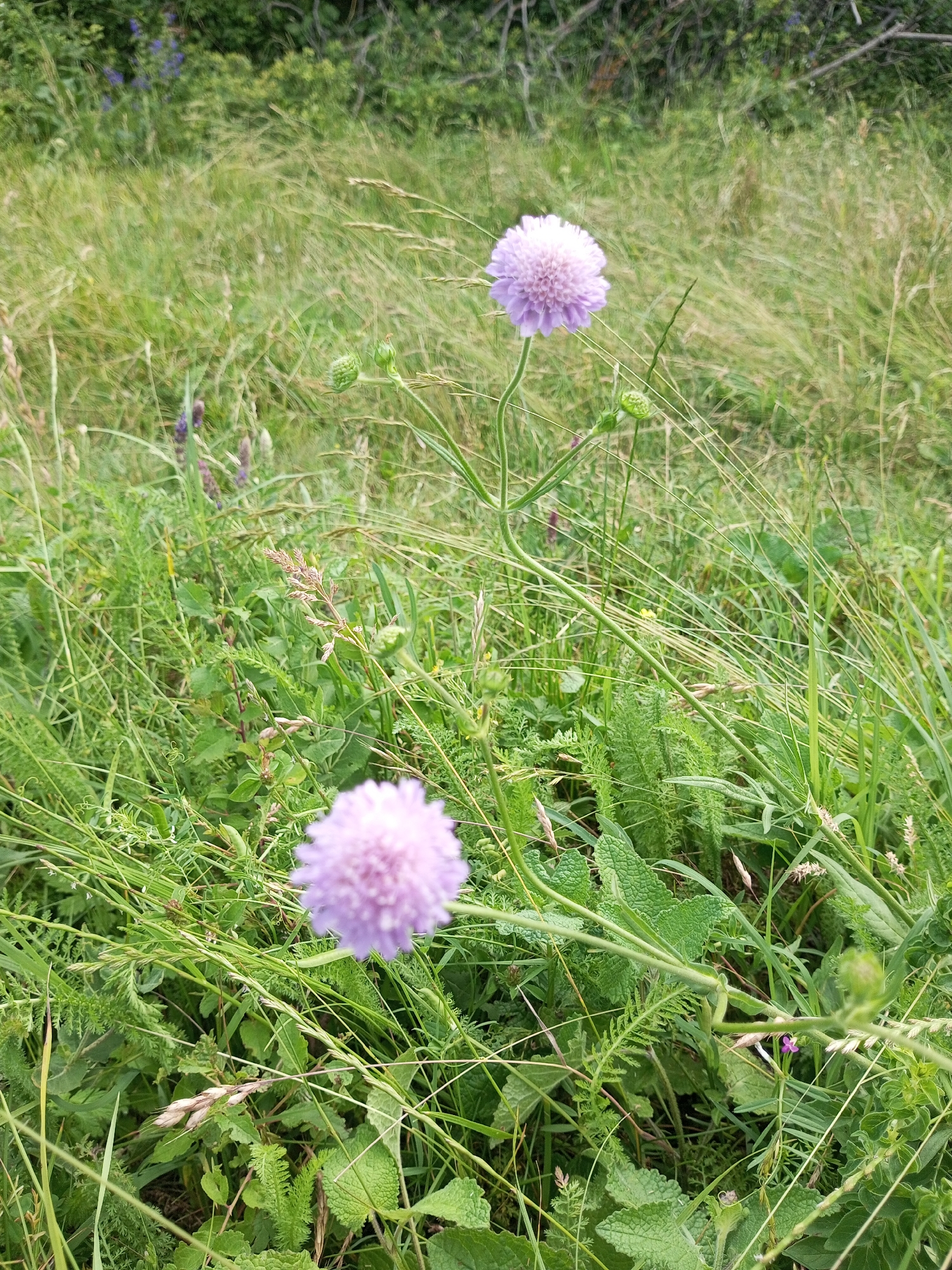 This image depicts a close-up, eye-level view of a grassy meadow with scattered wildflowers. The environment is dominated by various shades of green foliage, with tall, dry grasses interspersed with lush green plants and ferns. Two prominent light purple, spherical wildflowers, likely pincushions or scabious, are visible. One is in the foreground, slightly out of focus, while the other is in the mid-ground, sharper and more detailed. Several unbloomed flower buds are also present on thin green stalks. The background is a blur of green, suggesting more vegetation and possibly distant trees. There are no people, animals, or man-made objects visible in the scene. The lighting suggests an overcast day or late afternoon. The location of Ароматновское сельское поселение, Ukraine, is a rural agricultural area known for its natural landscapes.