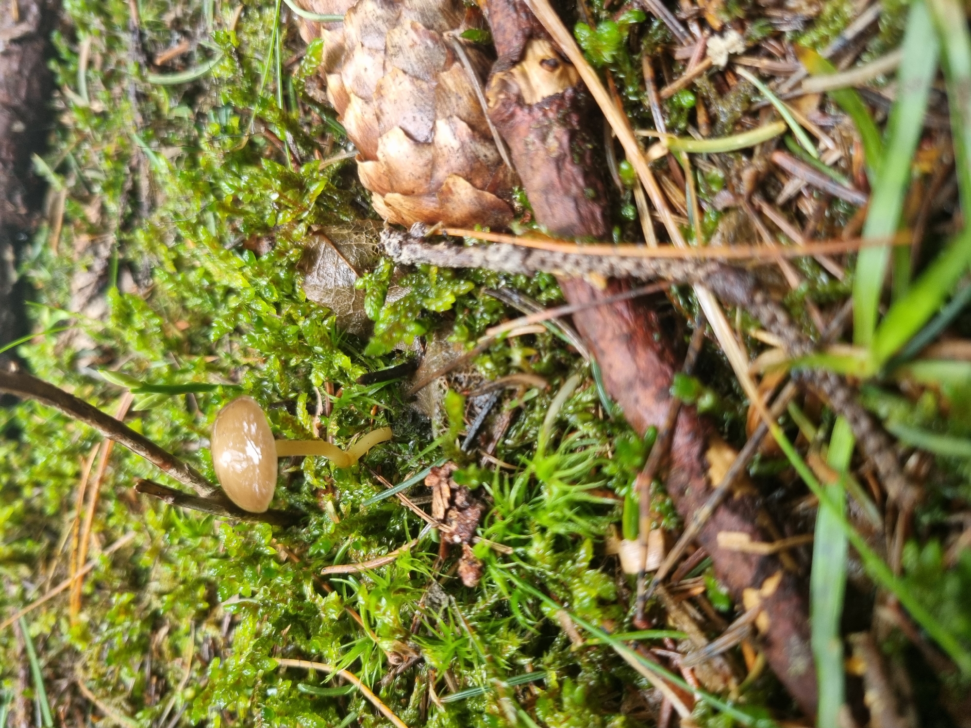 The scene is a forest floor covered in green moss and other vegetation, likely in a wooded area near Govedartsi, Bulgaria. A small, light brown mushroom with a smooth cap and a thin stem is present. A pine cone and several small twigs and pine needles are scattered amongst the moss. The lighting is diffused, suggesting an overcast day or a location in deep shade. There are no people visible in the image.