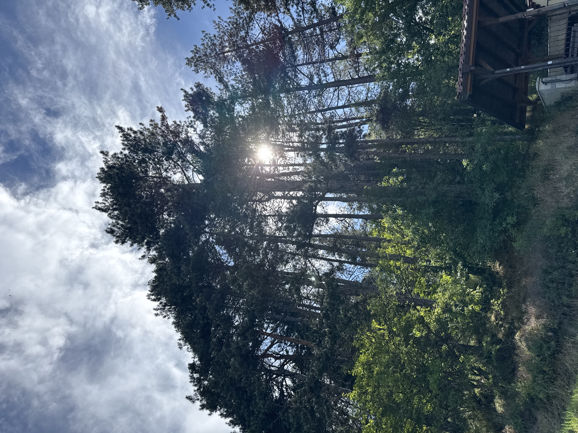 The image shows a view looking up through tall trees towards the sky. Sunlight shines through the tree branches, creating a bright spot in the center of the frame. The sky is blue with scattered white clouds. The trees are mostly dark green, with some lighter green foliage visible on the right side of the image. Part of a structure is visible on the upper right, possibly a roof. The location is unknown.