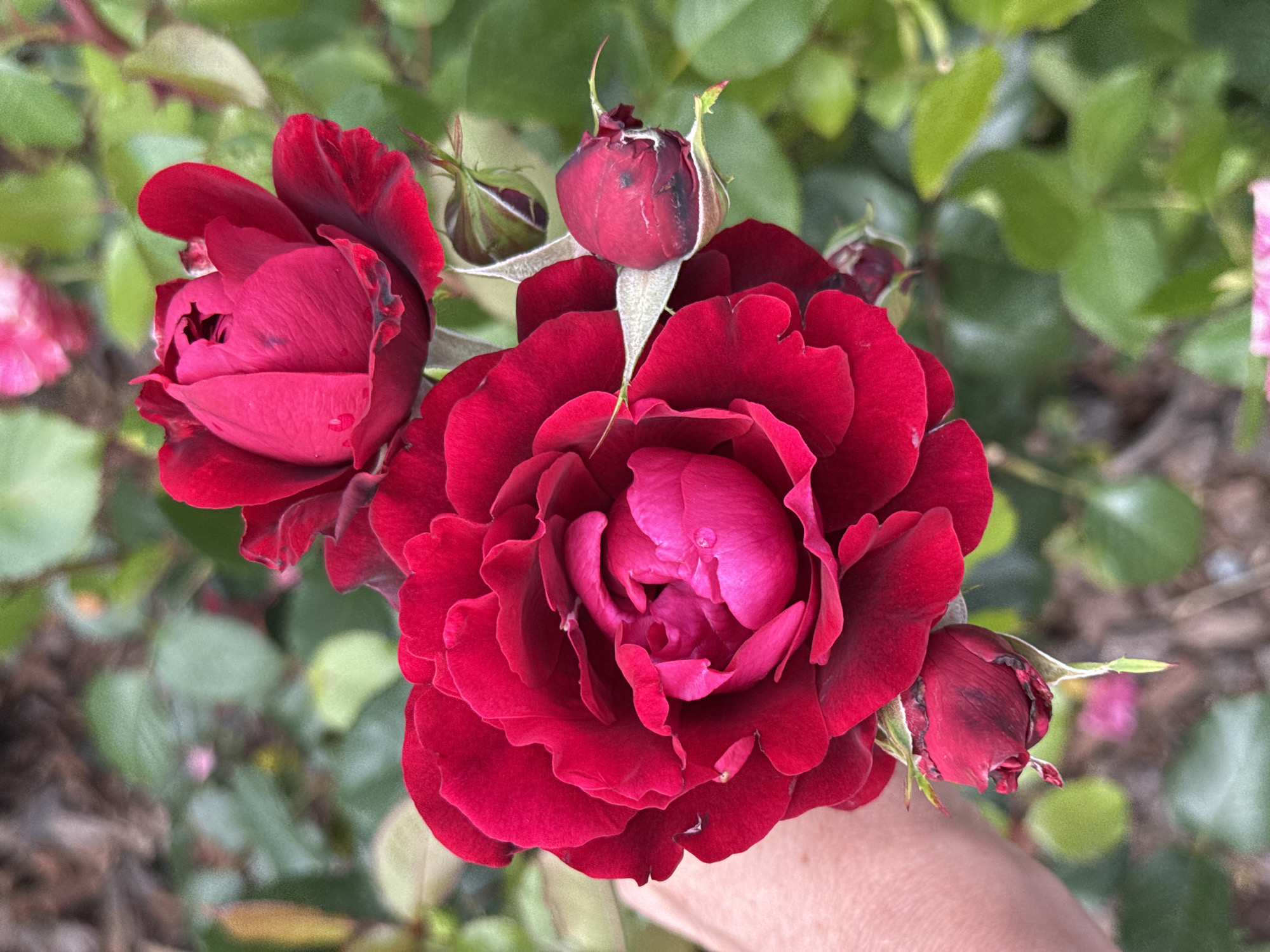 A close-up, eye-level shot captures a cluster of deep red roses in bloom, with several buds also visible. A human hand, lightly touching the stem of the main bloom, is visible on the left side of the frame, partially obscured by the petals. The roses are set against a blurred background of lush green foliage and brown mulch, suggesting an outdoor garden setting. The image is well-lit, highlighting the rich color and velvety texture of the rose petals. No specific location in Saint Petersburg, Russia, is indicated by the visual information provided in the image.