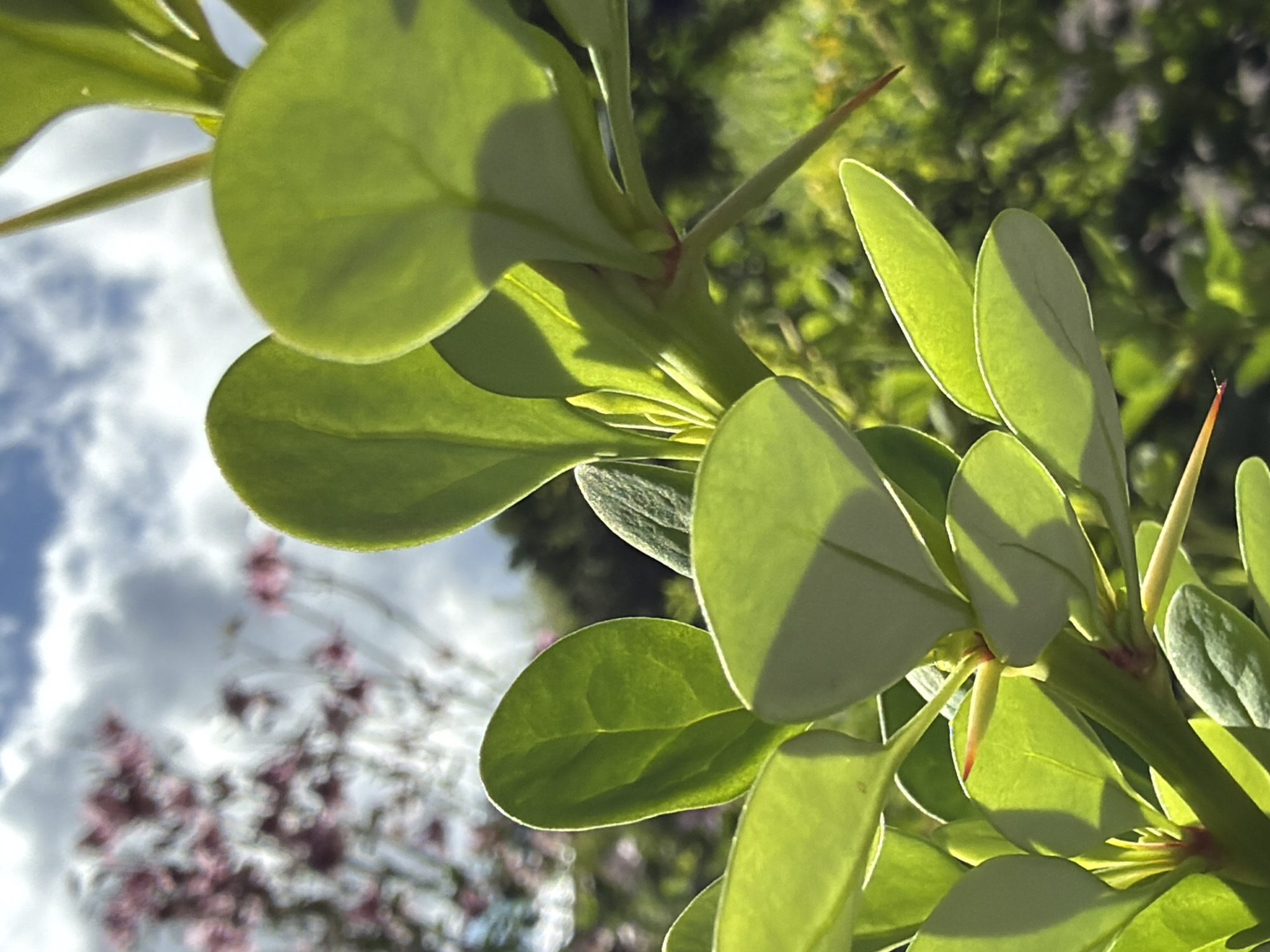 The image is a close-up shot of a thorny plant with bright green leaves. The plant has a thick stem, and sharp thorns extend from it. The leaves are oval-shaped and appear to be catching the sunlight, creating shadows on other leaves. In the background, there is a soft focus of pink flowers and green foliage, with a partly cloudy blue sky visible above. The image does not contain any people or specific urban elements to identify a location within Steklyannyi, Russia.