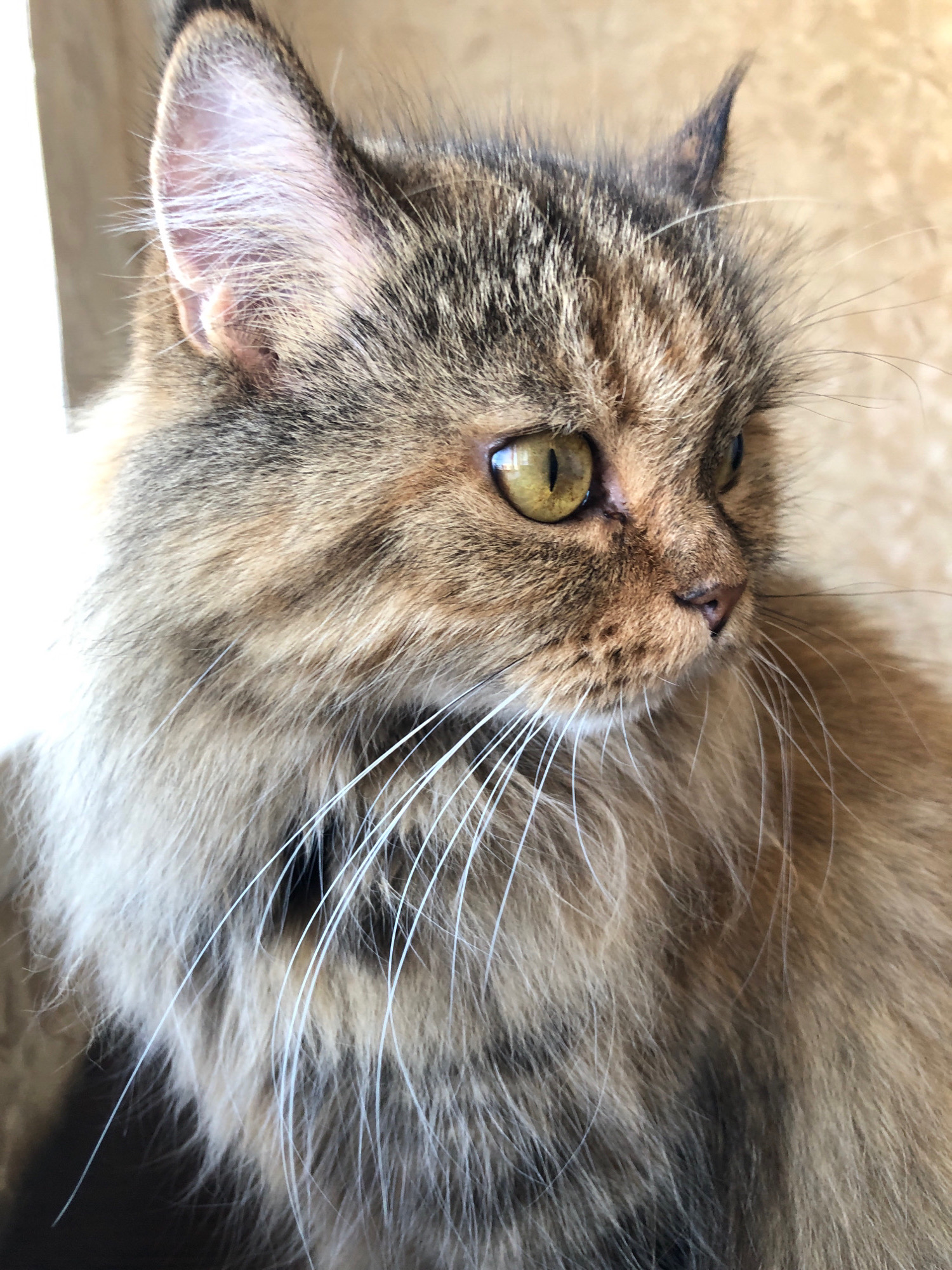 A close-up, side profile shot captures a fluffy, long-haired tabby cat with yellow-green eyes looking to its right. The cat's fur exhibits a mix of brown, gray, and cream colors, with darker tabby markings visible on its face and ears. Its long white whiskers fan out from its muzzle. The background is a textured, light brown wall, possibly a curtain or wall covering, with a white area on the left edge of the frame, suggesting a window or light source. The image was taken in Lavriki, Russia.