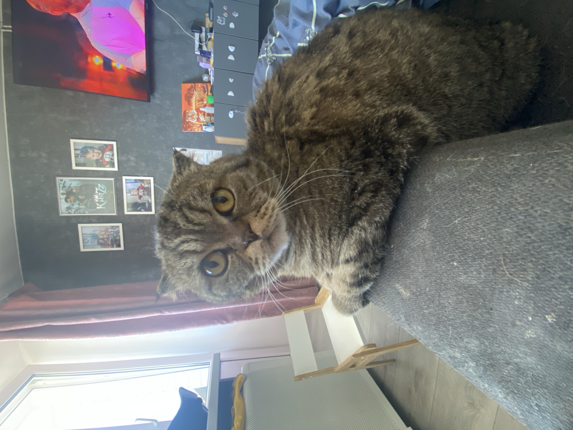 A brown tabby cat is perched on a gray upholstered surface, likely a sofa or armchair. The cat has golden eyes and a slightly quizzical expression. Behind the cat, there's a wall with multiple pictures or prints hanging on it. A television screen is visible on the wall, displaying what appears to be a brightly colored image or video. To the left of the cat, there is a window with a curtain. Below the window, there's a white radiator. The scene appears to be indoors, possibly in a living room or bedroom. The location is Chaikovsky, Russia.