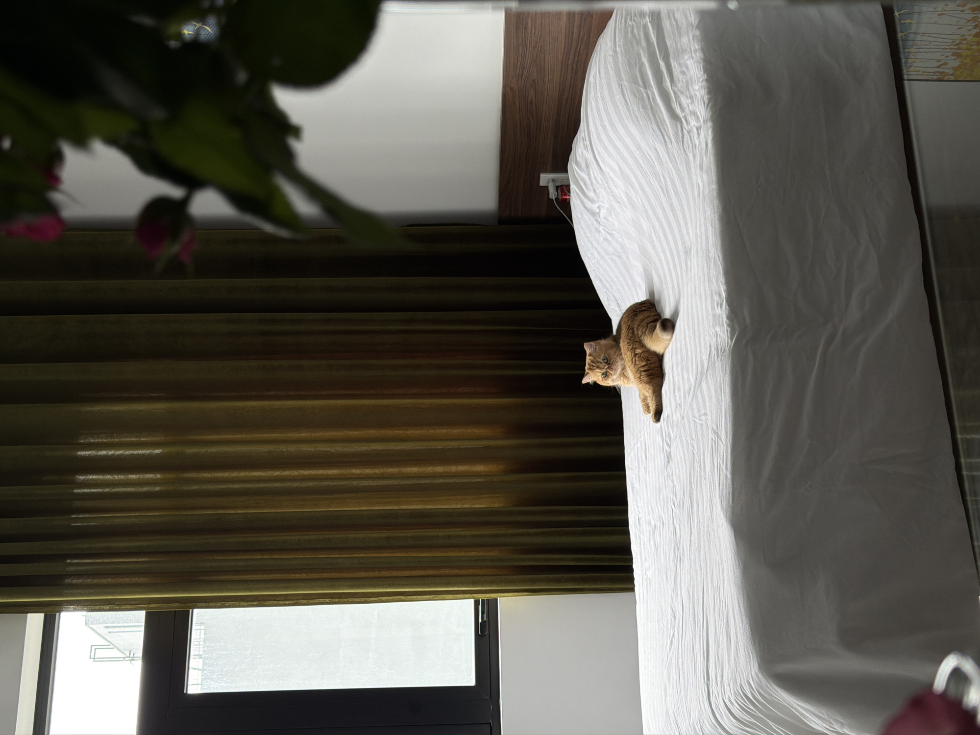 A ginger cat is lying on a white-sheeted bed in a bedroom. The bed is in the foreground and takes up the majority of the image. The cat is positioned on the left side of the bed, facing the camera. Behind the bed, there is a dark wooden headboard. To the left of the bed, a large window is visible with dark curtains drawn to the left. The window overlooks a building and appears to be raining. A plant with pink flowers is in the upper right corner of the image, slightly out of focus. The overall lighting suggests it is daytime, possibly overcast. The scene is indoors and appears to be a domestic setting.
