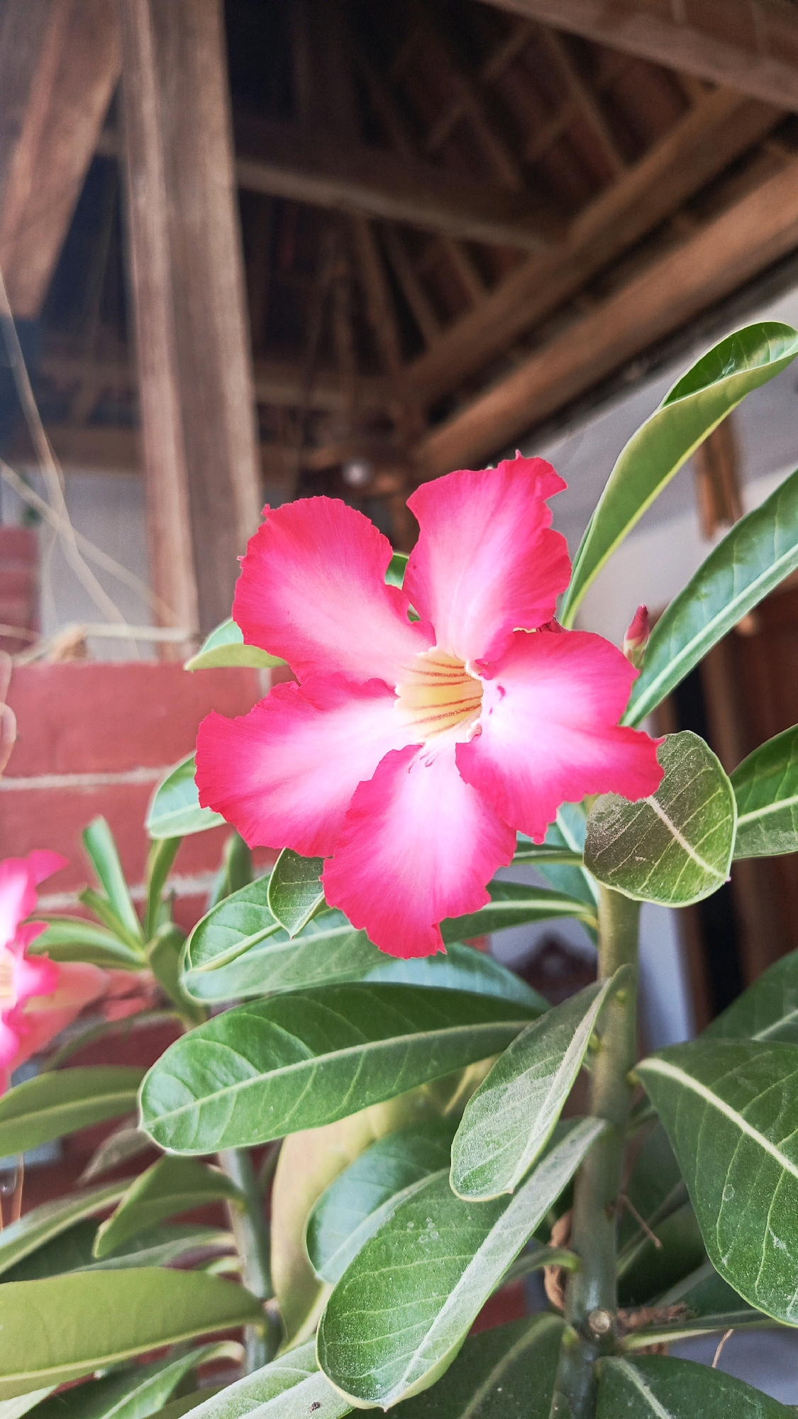 A vibrant pink Adenium flower, also known as Desert Rose, is in full bloom, its petals radiating from a pale yellow center. The flower is positioned centrally in the frame, slightly angled to the left. Lush green leaves, some dusted with a fine layer of white powder, surround the bloom, creating a rich contrast. In the background, a rustic wooden roof structure is visible, with its beams and supports suggesting an outdoor or semi-covered setting. The scene appears to be located in Babadan, Indonesia, possibly in a garden or patio area of a residence, given the architectural elements and the presence of a potted plant. The lighting suggests it is daytime, with natural light illuminating the flower and foliage.