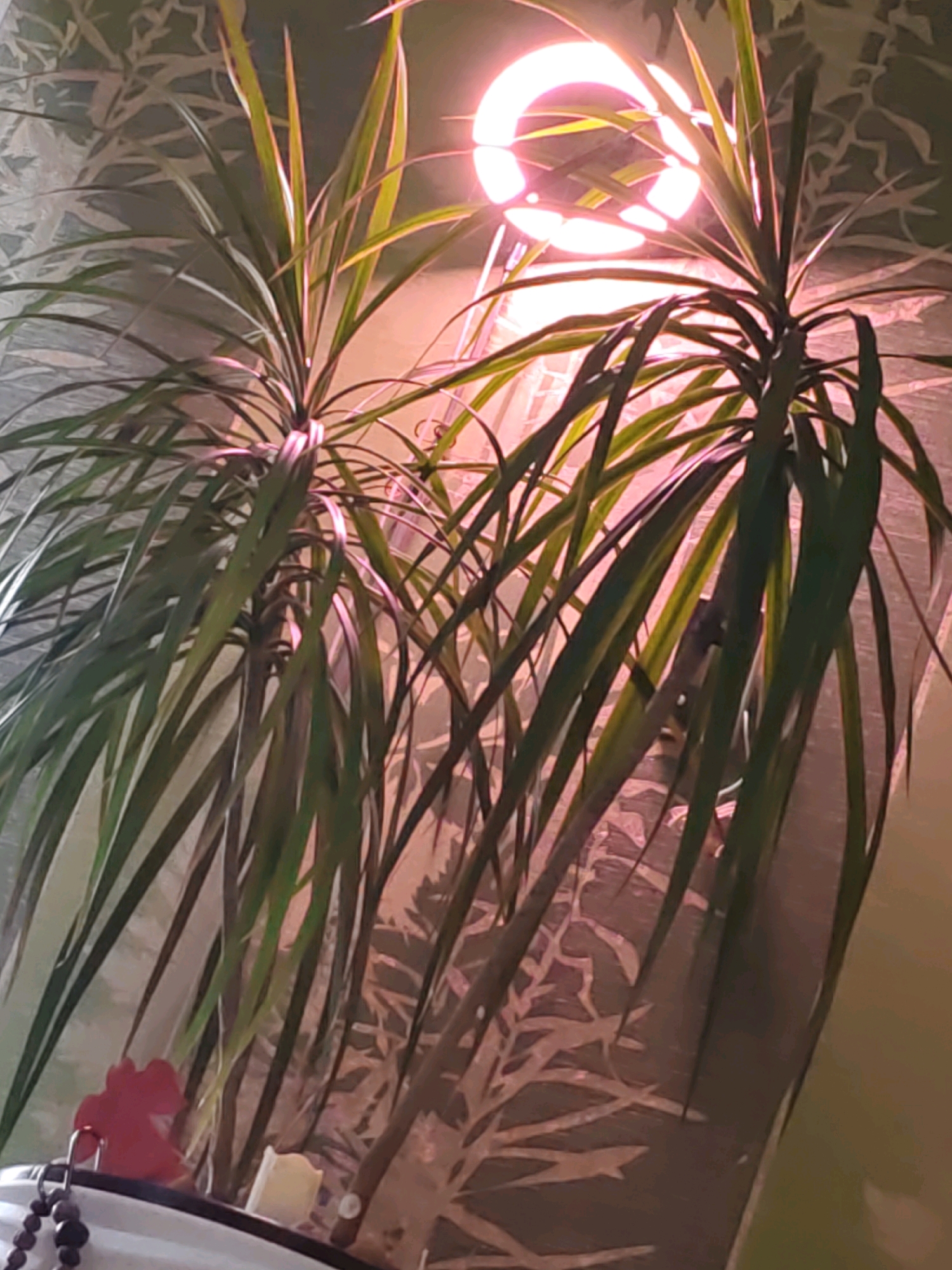 The image depicts an indoor scene with two dracaena plants in the foreground, illuminated by a pink ring light positioned above and behind them. The plants have long, slender green leaves that are tinged with pink and yellow from the light. The background features a patterned wallpaper with an organic, leaf-like design. On the bottom left of the image, a white pot or container is visible, holding the plants. A red, abstract-shaped decorative item and a small, light-colored object resembling a miniature building are placed on the edge of the container. A strand of dark beads hangs from the left edge of the container. The overall lighting is warm and diffused, with strong highlights from the ring light. There is no indication of the specific location within Rostov-on-Don, Russia.