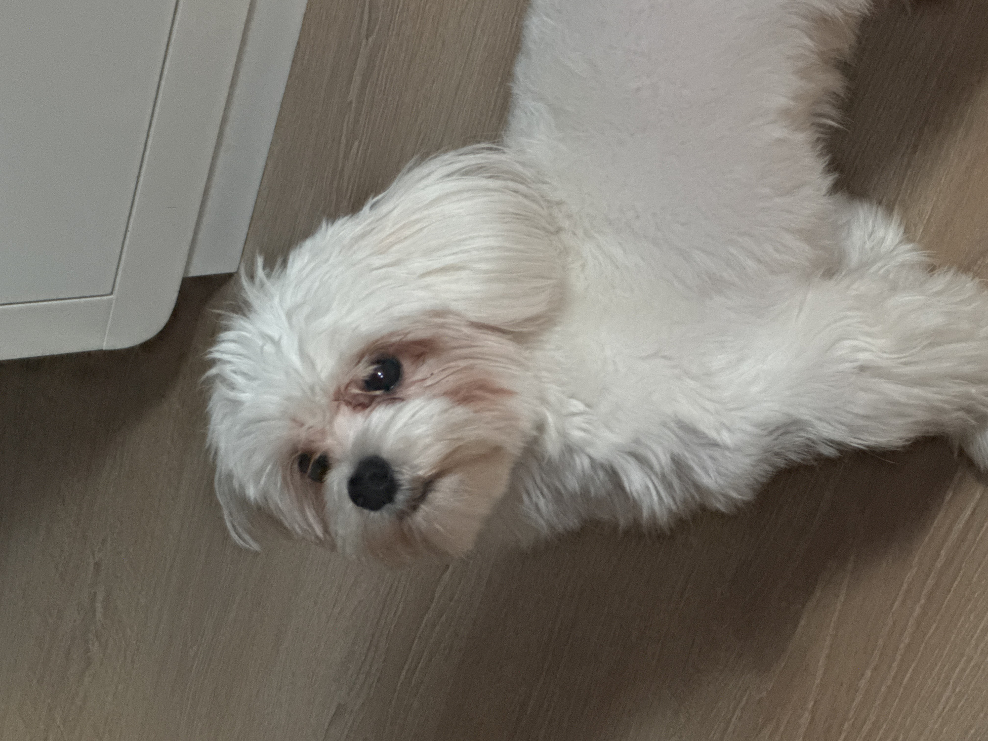 A white Maltese dog is lying on a light brown wooden floor, looking up and to the left. The dog has dark eyes and a black nose. Its fur is long and fluffy. Behind the dog, a white cabinet is partially visible. The lighting is dim, creating shadows on the floor. The image appears to be taken indoors, likely in a home.