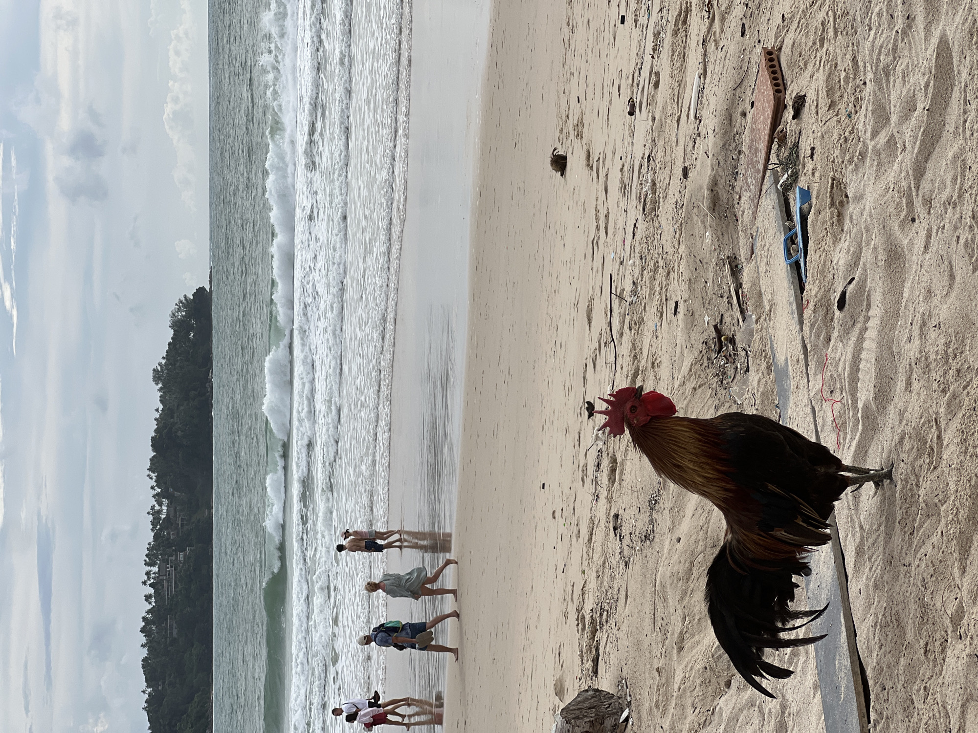 A rooster stands on a sandy beach in Choeng Thale, Thailand. The rooster is in the foreground, facing left, with its comb and wattle visible. The beach is littered with debris, including a blue plastic object, a red brick, and various pieces of wood and plastic. In the background, several people walk along the shoreline. The ocean is visible behind the people, with waves breaking. A line of trees and buildings can be seen on a hill in the distance, overlooking the beach and ocean. The sky is overcast.
