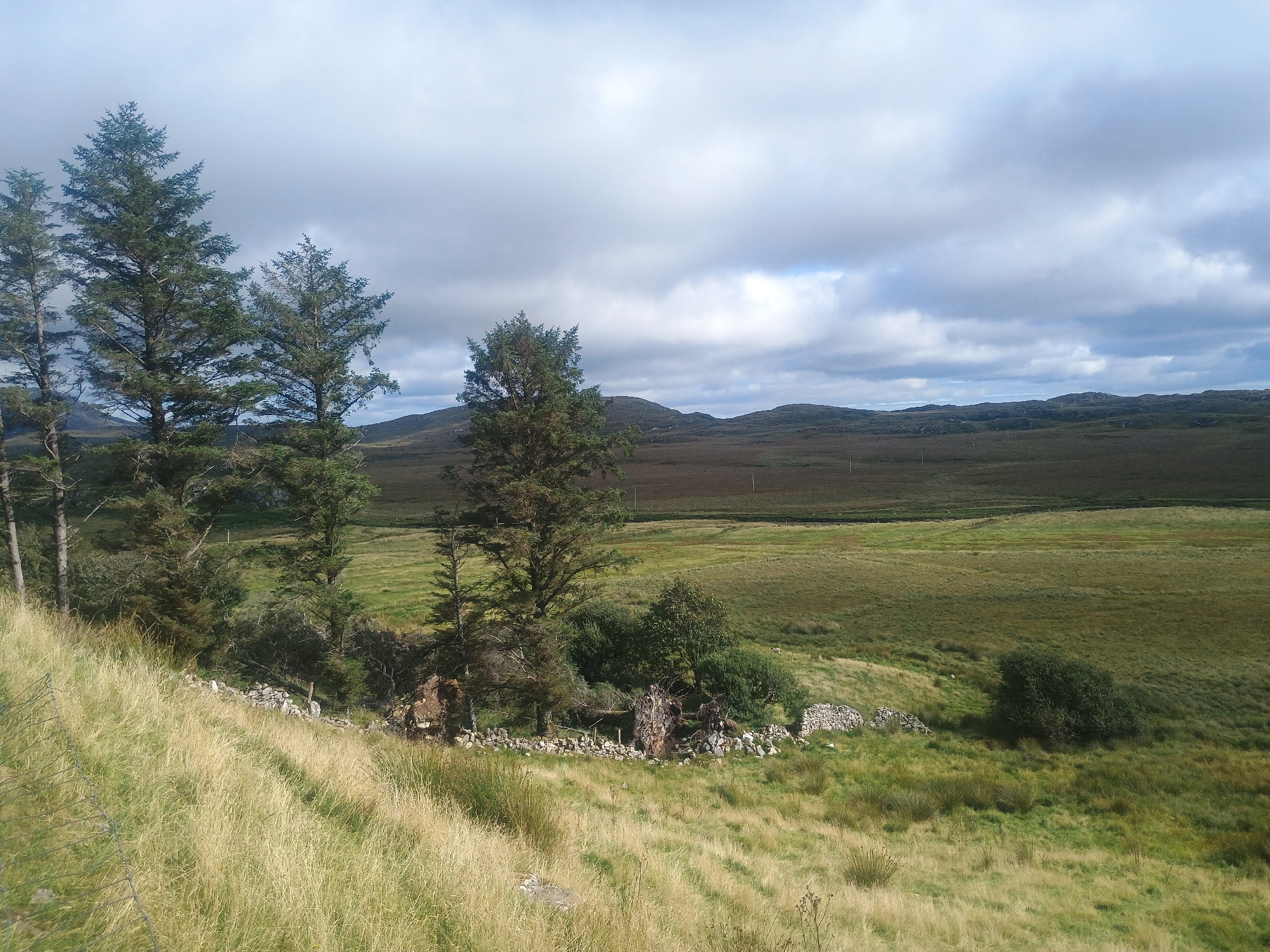An outdoor, wide shot captures a natural landscape under a cloudy sky. In the foreground, a grassy hill slopes downwards from left to right. A partial wire fence runs along the left edge of the frame. Further down the hill, a dry stone wall runs horizontally across the image, separating the foreground from a patch of trees and dense brush. Several tall coniferous trees stand to the left and center of the frame, with some fallen trees and debris visible around their bases. Beyond the immediate hillside, a vast, undulating expanse of green and brown fields stretches into the distance. The fields are dotted with patches of darker vegetation and crisscrossed by faint lines that could be fences or pathways. In the far distance, rolling hills fade into the horizon under the overcast sky. The overall impression is one of a rural, unpopulated environment.