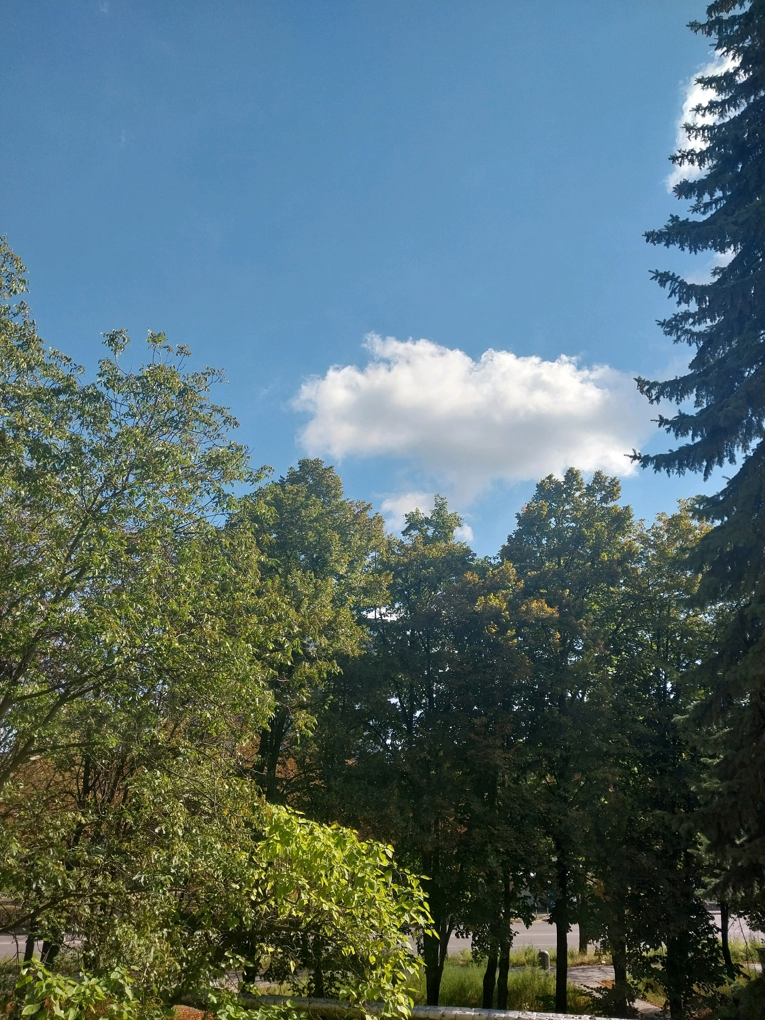 This is a vertical, eye-level, medium shot photograph taken on a sunny day, capturing a view of trees against a blue sky with a few white clouds. The foliage is predominantly green, with some hints of yellow and brown, suggesting the transition from summer to autumn. In the foreground, the branches of a deciduous tree with dense green leaves fill the left side of the frame. Behind it, a row of taller, darker green deciduous trees stretches across the middle ground. On the far right, the dark green needles of a conifer tree extend into the sky. The background reveals a glimpse of a road with some sparse grass and a few small, indistinct objects. The image appears to have been taken from a slightly elevated position, looking upwards towards the sky. There are no people or animals visible in the frame. The setting is likely a park or a residential area with mature trees within the city of Dnipro, Ukraine, given the context.
