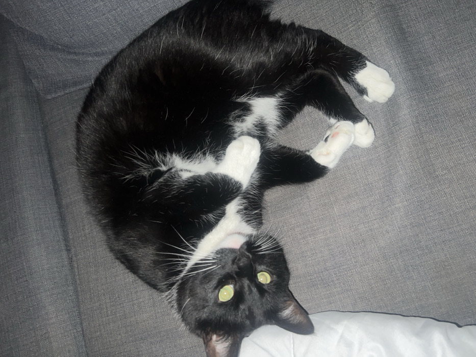 A domestic cat, exhibiting black fur with distinct white markings on its chest, belly, muzzle, and paws, is observed lying on its left side on a grey fabric sofa. Its head is tilted slightly upwards and to the viewer's right, with bright green eyes focused directly forward. Long white whiskers are prominent around its muzzle. The cat's body is curled, and its white-tipped paws are partially tucked. A white pillow or cushion is visible on the sofa to the immediate left of the cat's head. The environment is an indoor residential setting, consistent with a living room. The specific city and state are unknown.
