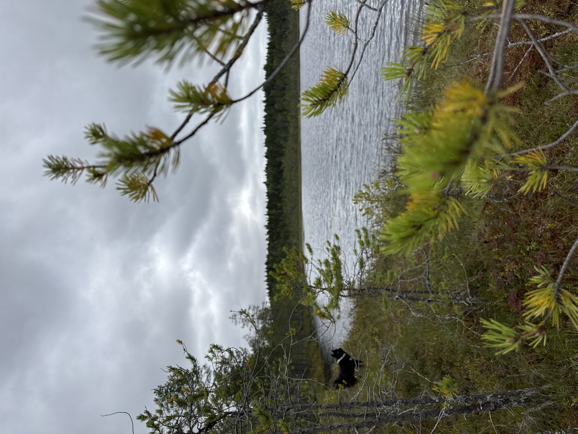 This is a medium shot taken outdoors in Kamennoe, Russia, focusing on a natural landscape. In the foreground, there are out-of-focus pine branches with green and yellow needles. The middle ground features a black and white dog standing on a grassy bank next to a calm body of water. The dog is facing left. The background is dominated by a dense, dark green forest lining the far side of the water, under a cloudy, overcast sky. The environment appears to be a swampy or lakeside area with sparse vegetation.