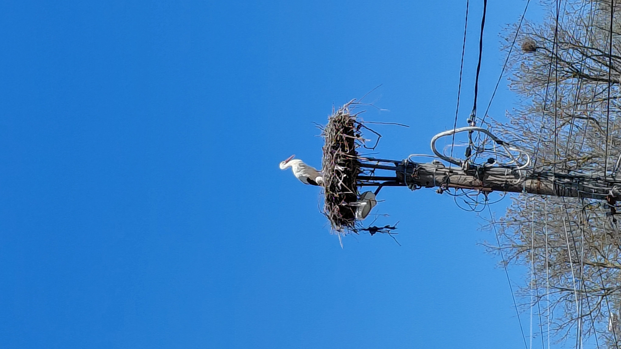 A low-angle shot depicts a large bird, possibly a stork, perched in a large nest constructed on top of a utility pole. The utility pole, cluttered with wires and equipment, is positioned against a clear blue sky. To the right of the pole, the branches of a tree are visible. Another bird's nest is seen in the distance, entangled in the tree branches. The location is Unknown, Unknown.