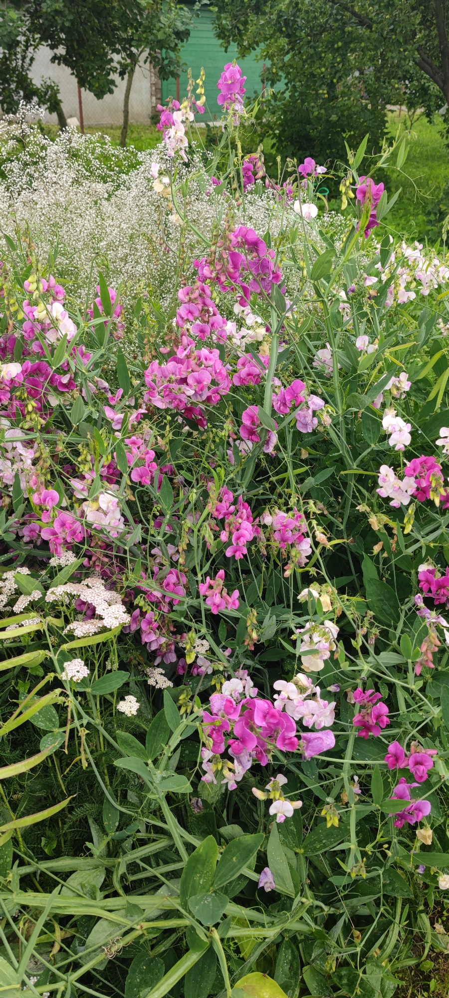 This image depicts a dense, overgrown garden in Пацейкаўскі сельскі Савет, Belarus, characterized by a profusion of flowering plants. The foreground is dominated by vibrant pink and white sweet pea flowers, which are climbing and intermingling with lush green foliage. Several pea pods are visible, indicating the presence of the Lathyrus odoratus plant. Interspersed among the sweet peas are clusters of delicate white baby's breath flowers. In the background, blurred trees and a green wooden structure suggest a rural or semi-rural setting. The lighting is natural, suggesting an outdoor scene during daylight hours, possibly after a rainfall as evidenced by water droplets on some of the petals. The overall impression is one of natural abundance and untamed growth within a garden environment.