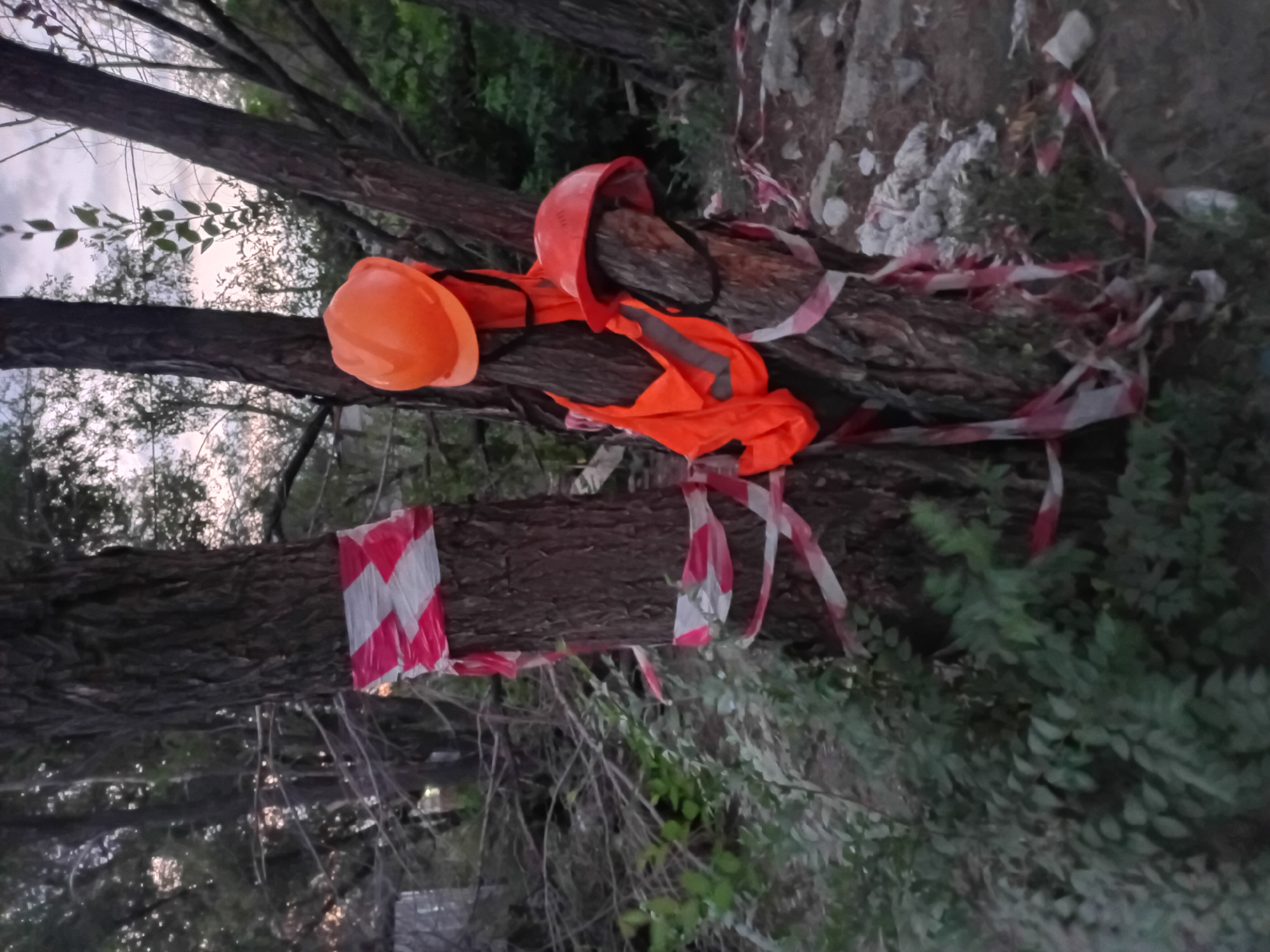 In a wooded area near a construction site in Semey, Kazakhstan, two trees are marked with red and white caution tape. An orange safety vest and two orange hard hats are draped over the trees. The ground is covered with fallen leaves and debris. The sky in the background is overcast.