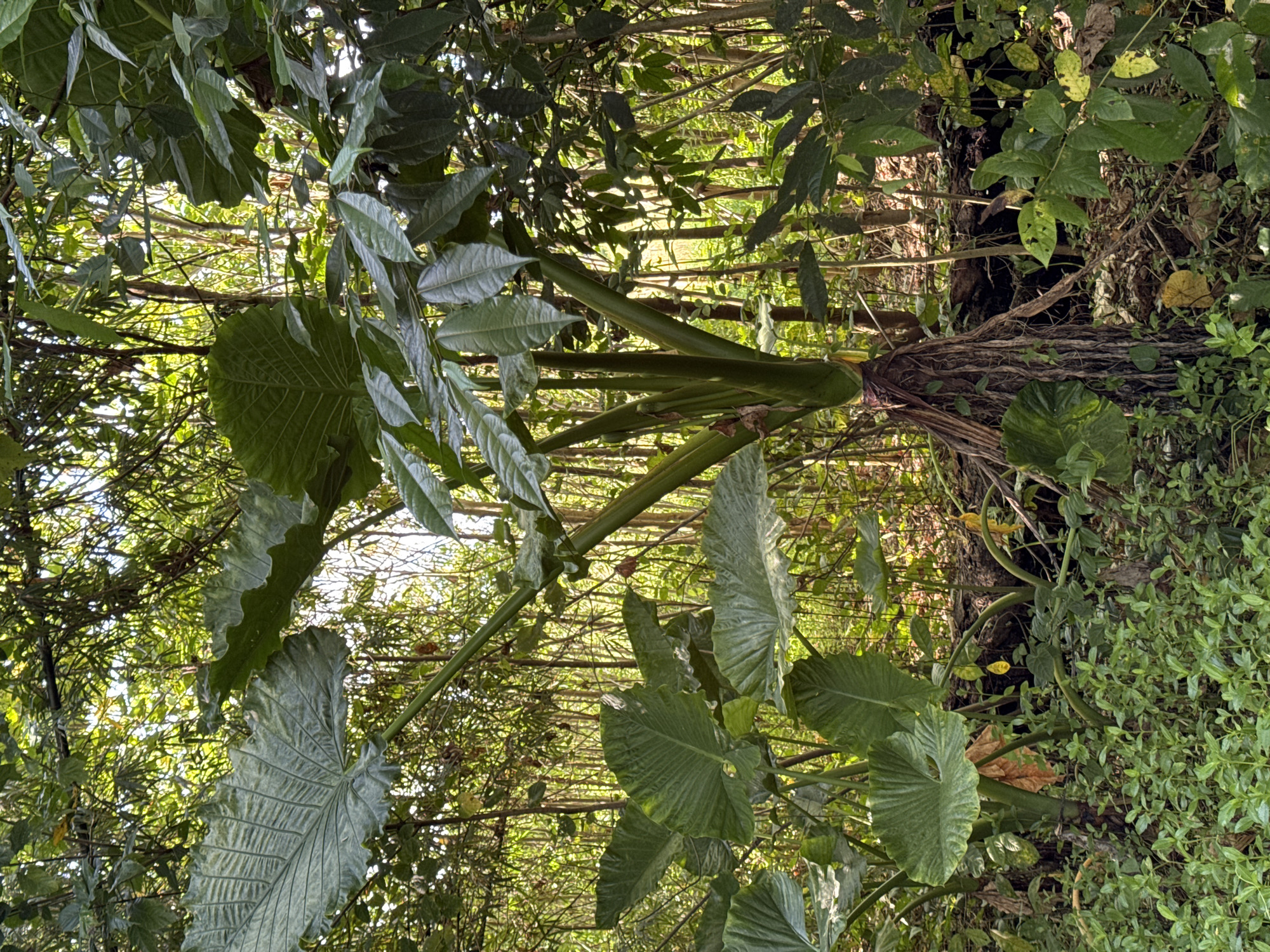 The image shows a dense, green environment likely in a natural or semi-natural area of Kediri, Indonesia. There are large, broad-leaved plants prominently featured, possibly taro plants or a similar species. These plants have thick green stalks and large, textured leaves. Surrounding these plants are other smaller plants, grasses, and trees, creating a dense undergrowth and foliage. The scene is well-lit with sunlight filtering through the canopy above. It's difficult to identify any specific objects or actions without further context.