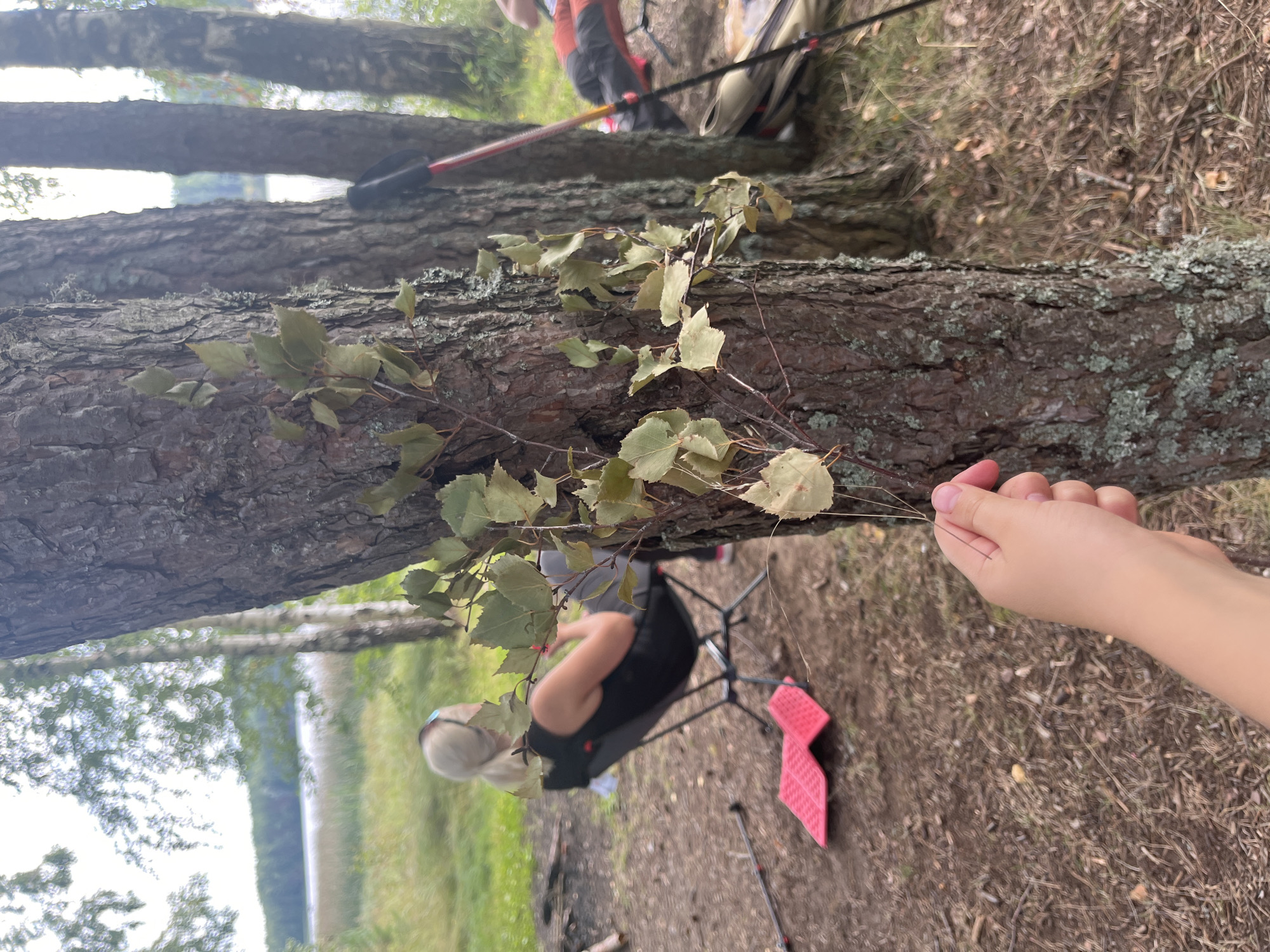 In Pillapalu, Estonia, a close-up shot focuses on a person's hand holding a small branch with leaves against the rough bark of a tree. In the background, a woman is seated in a black camping chair, facing away from the camera, with a body of water and trees visible beyond her. To the right of the tree, a red and black trekking pole stands upright, leaning against another tree. The ground is covered with fallen leaves and pine needles.