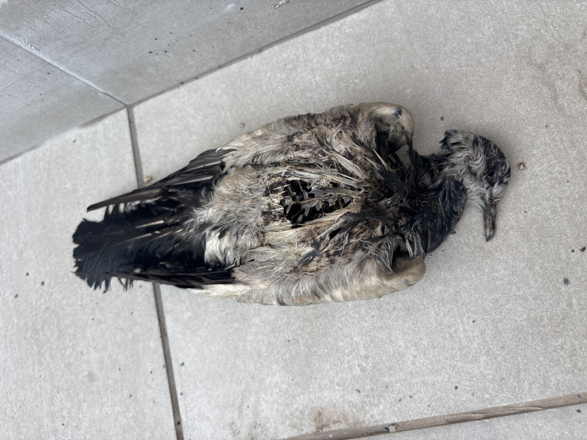 A dead bird lies on light gray tiles. The bird's plumage is a mix of black, gray, and white feathers. The bird appears to have been injured or damaged in the center of its body, with a visible opening revealing dark internal structure. The background consists of uniform light gray tiles, common in urban outdoor areas. The image was taken in the city of Plovdiv, Bulgaria.