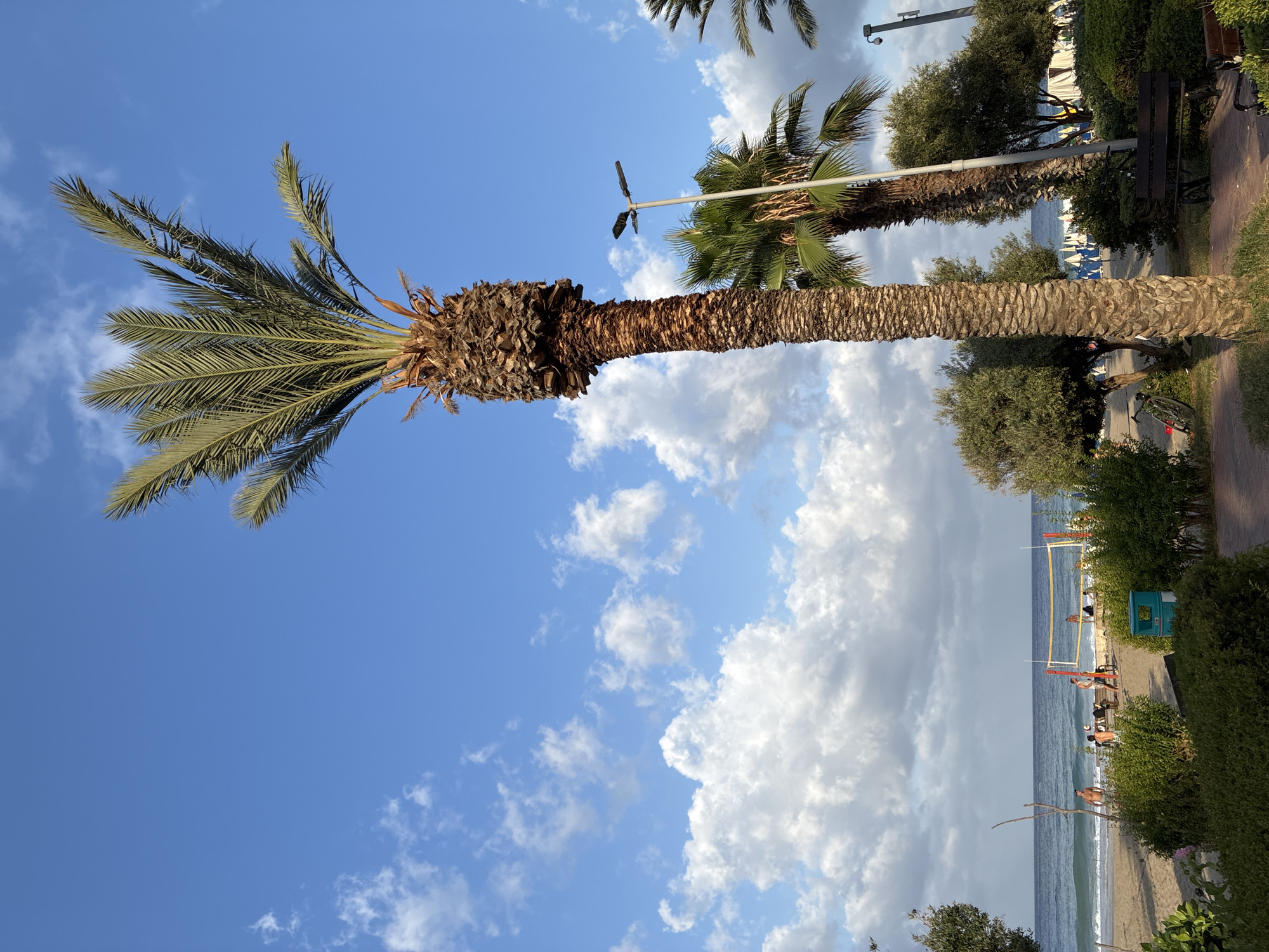 The image depicts a beach scene in Alanya, Turkey, under a bright blue sky with scattered white clouds. In the foreground, a tall, mature palm tree dominates the right side of the frame, its textured bark clearly visible. To the left of this palm, another younger, greener palm tree stands. A modern lamppost is positioned between the two palms. In the mid-ground, a beach volleyball net is set up, with several people visible on the sand, some of whom appear to be playing volleyball or socializing. The sea stretches out beyond the beach, with gentle waves breaking on the shore. Further back, beach umbrellas and lounge chairs suggest a recreational area. Lush green bushes and trees are present in the foreground and mid-ground, framing the beach scene. A bicycle is leaning against a tree on the left side, and a park bench is visible near the base of the lamppost. The overall atmosphere is one of a pleasant, sunny day at a coastal resort.