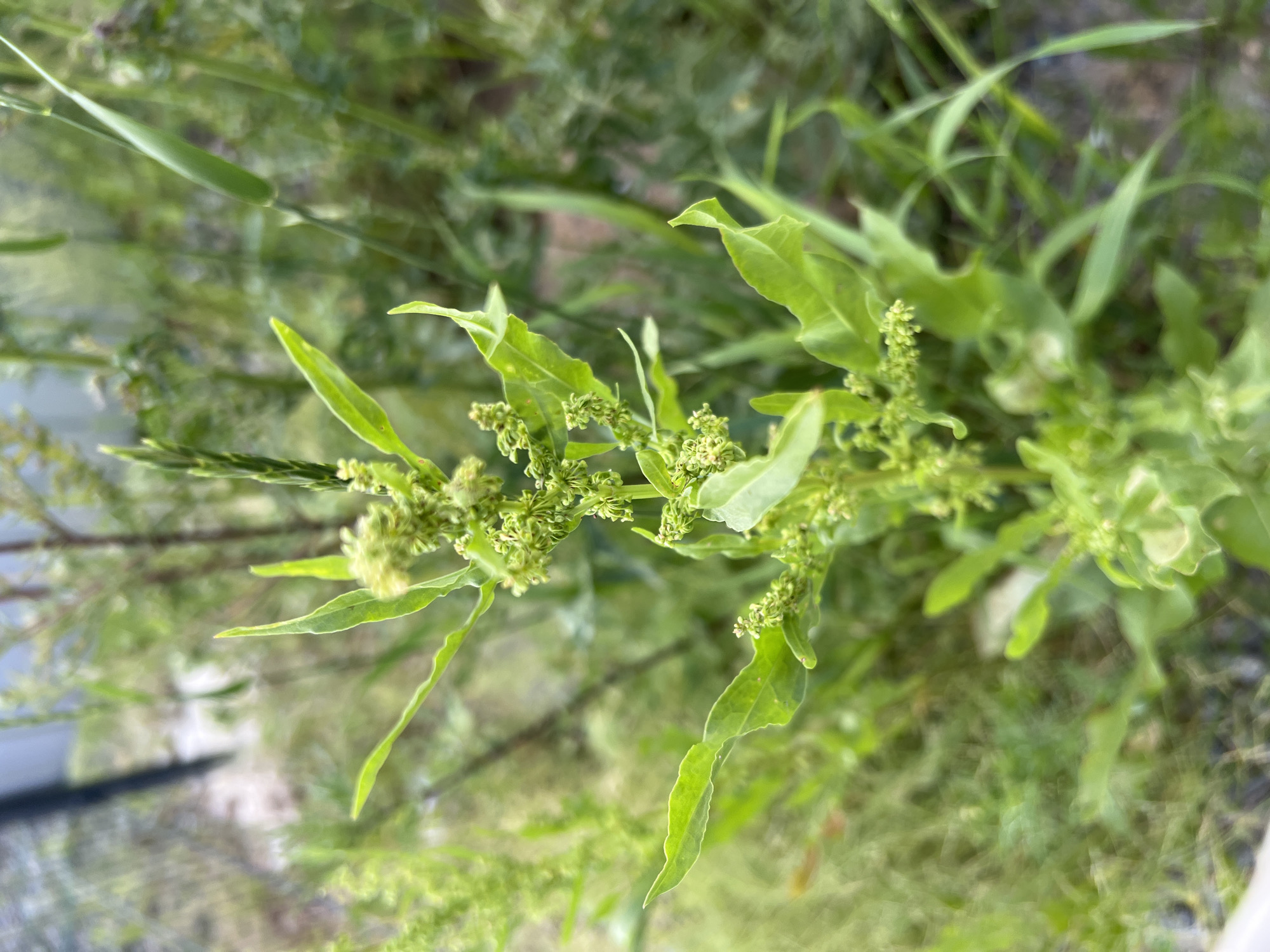 The image shows a close-up, eye-level view of a green plant with elongated leaves and clusters of small green buds or flowers. The plant is in focus, while the background is blurred, suggesting a shallow depth of field. The background consists of other green foliage, possibly grass and other plants, as well as what appears to be a fence or structure in the upper left corner. The lighting suggests an outdoor, daytime setting. There are no people, animals, or any discernible human activity depicted in the image. The scene is an ordinary outdoor environment, likely a garden, park, or natural area.
Based on the provided context that the image is from Yekaterinburg, Russia, this is likely a common weed or wild plant species found in such an environment. The image does not contain any specific details that would allow for a precise location within Yekaterinburg, but it is consistent with an urban or suburban green space.