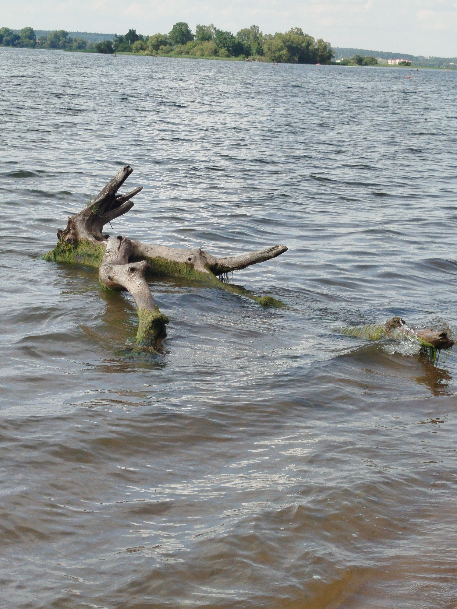 The image depicts a tranquil lake scene on a bright, overcast day. The foreground is dominated by a large, weathered piece of driftwood floating in the water. The wood is covered in patches of green algae, suggesting it has been submerged for some time. The water is slightly choppy, with small waves creating ripples and reflections on the surface.
In the background, the far shore of the lake is lined with a dense collection of trees, with some lighter green foliage indicating deciduous trees, and darker green indicating evergreens. A few buildings are visible nestled amongst the trees on the far right side of the image. The sky is a pale, cloudy white, suggesting diffused sunlight.
There are no visible people in the image. The overall mood is peaceful and natural. The image appears to be taken from a low vantage point, close to the water's edge. No text is visible in the image.