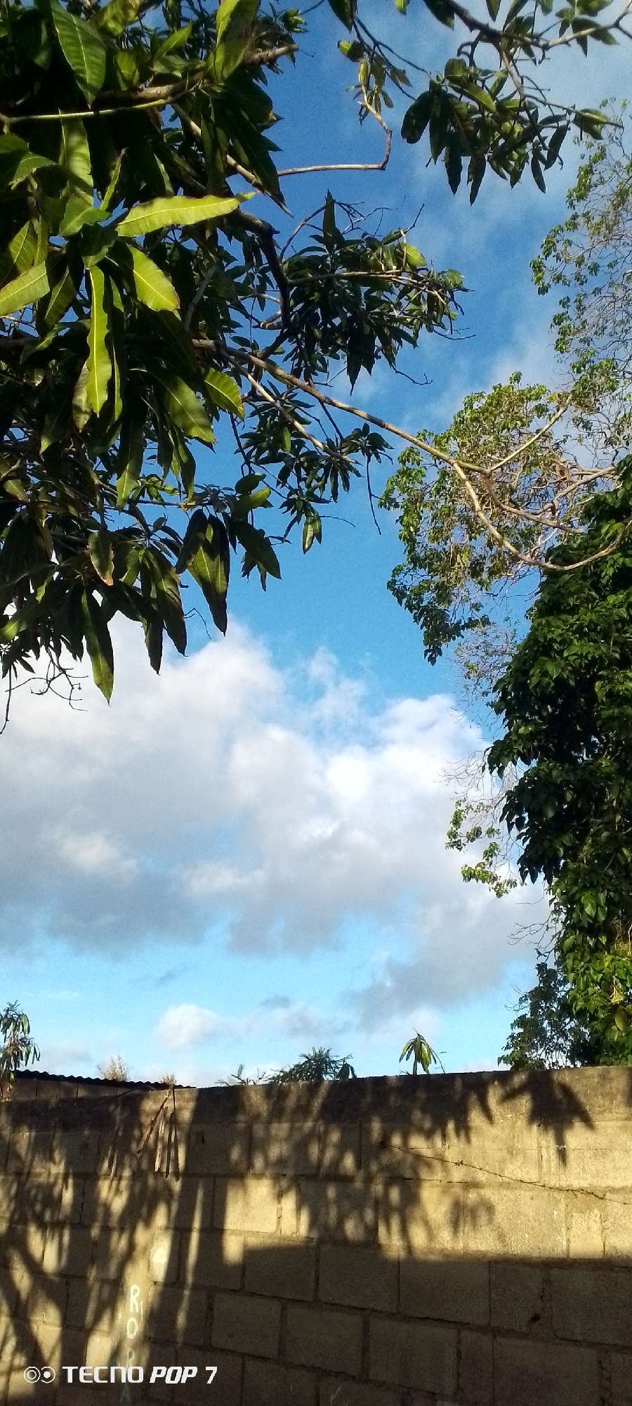 In Altagracia, Venezuela, a scene unfolds beneath a bright blue sky dotted with white clouds. Lush green foliage from trees overhangs a textured wall constructed of large, rectangular concrete blocks. The wall, casting long shadows, runs horizontally across the lower portion of the image. The shadows suggest the presence of leafy branches, likely from the trees above, obscuring some of the wall's surface. The watermarks on the image indicate it was captured by a TECNO POP 7 phone.