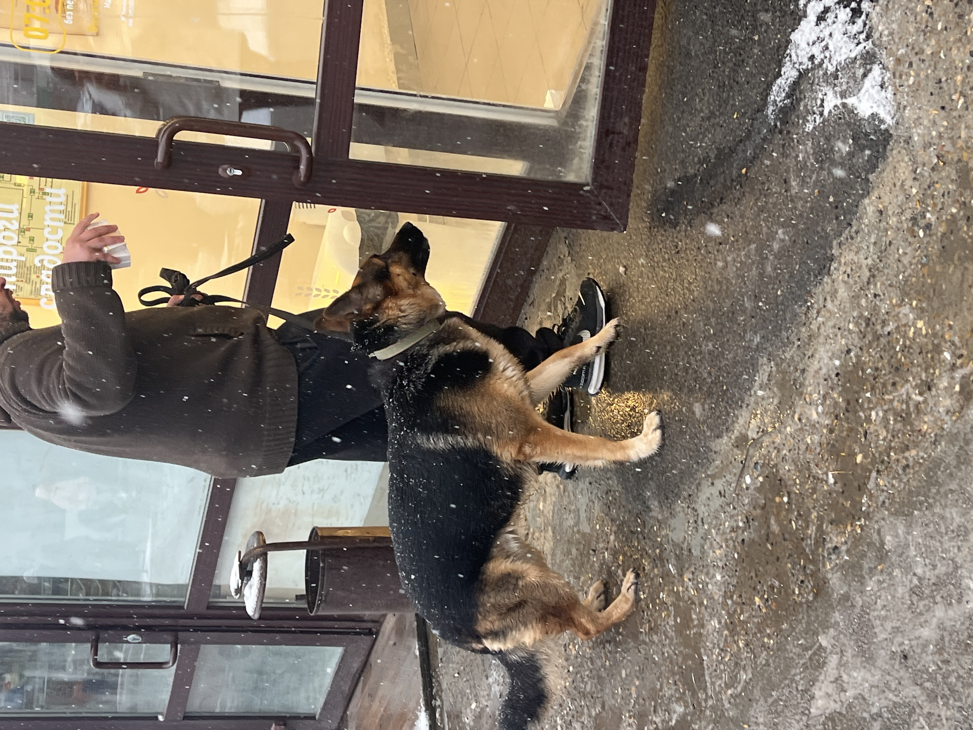 The image depicts an outdoor scene in Perm, Russia, during a light snowfall, featuring a person and a German Shepherd dog standing by a glass-fronted shop entrance. The photograph is oriented vertically.
A person, visible from the torso downwards, wears a dark brown knitted sweater and dark pants. They hold a white cup in their right hand, and a black dog leash is secured around their wrist. Next to the person, a black and tan German Shepherd dog stands on its hind legs, with its front paws resting against the person's leg, looking upwards, likely seeking attention or a treat. Small, white snowflakes are visible against the dark clothing and the dog's fur, and are scattered on the wet, speckled concrete ground, where patches of melting snow are also present.
The subjects are positioned next to a dark brown-framed glass door, which features a handle and a lock. Through the glass, a yellow sign with partially visible Cyrillic text "роззи сладости" is discernible, suggesting the establishment is a sweet shop or bakery. The scene conveys a cold, wintry atmosphere, with snow actively falling.